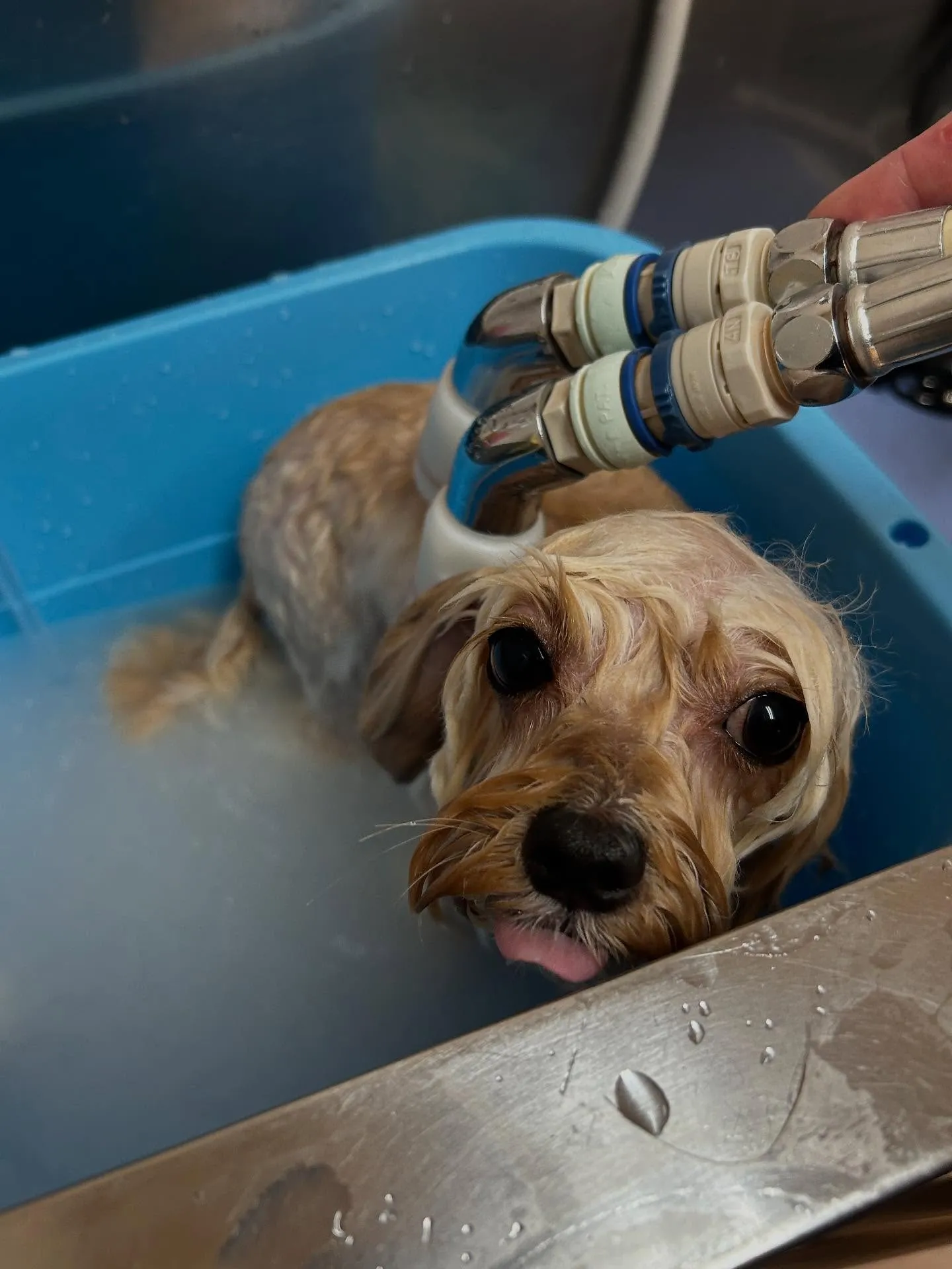 犬のトリミング✂️