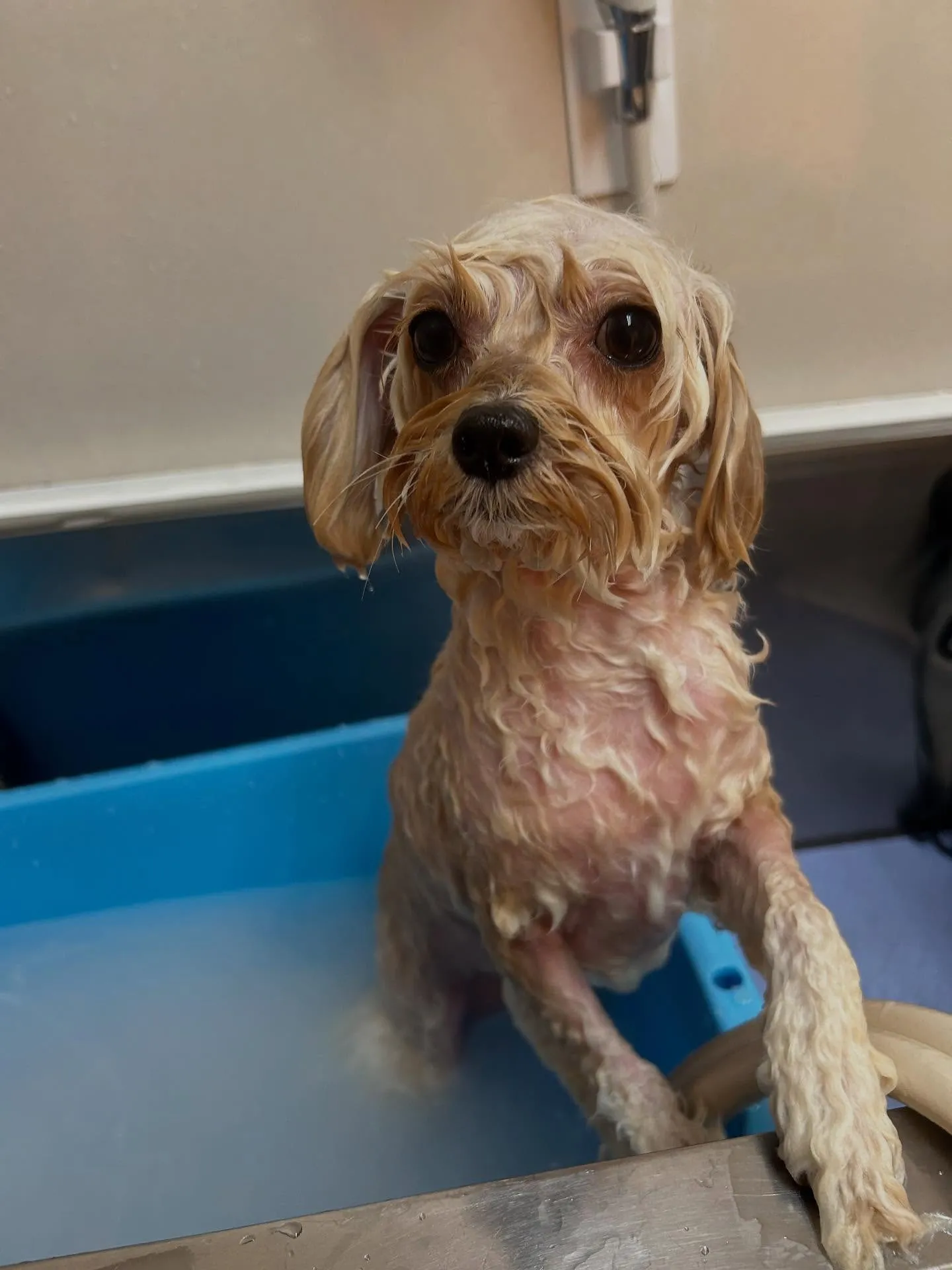 犬のトリミング✂️