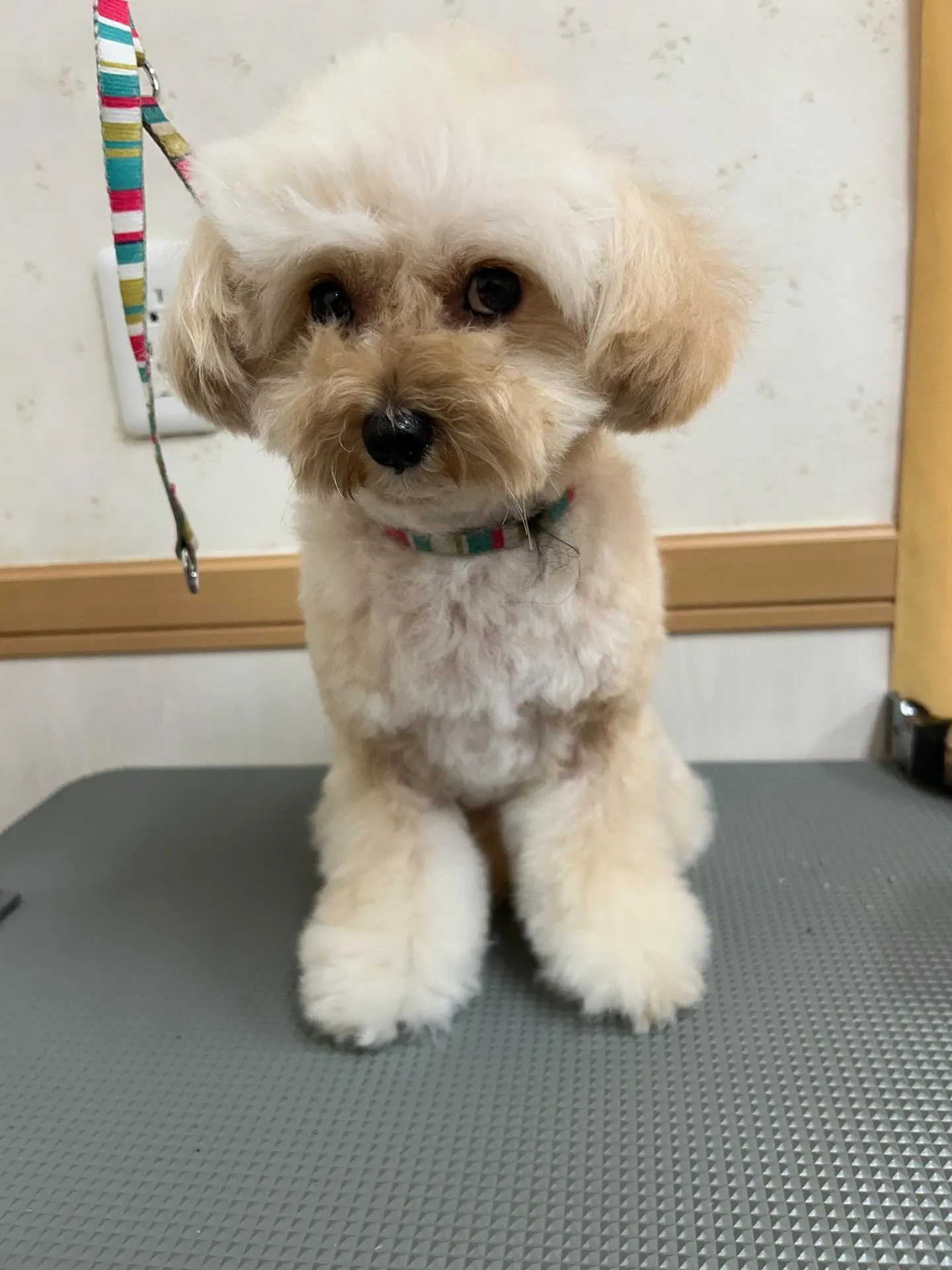 犬のトリミング✂️