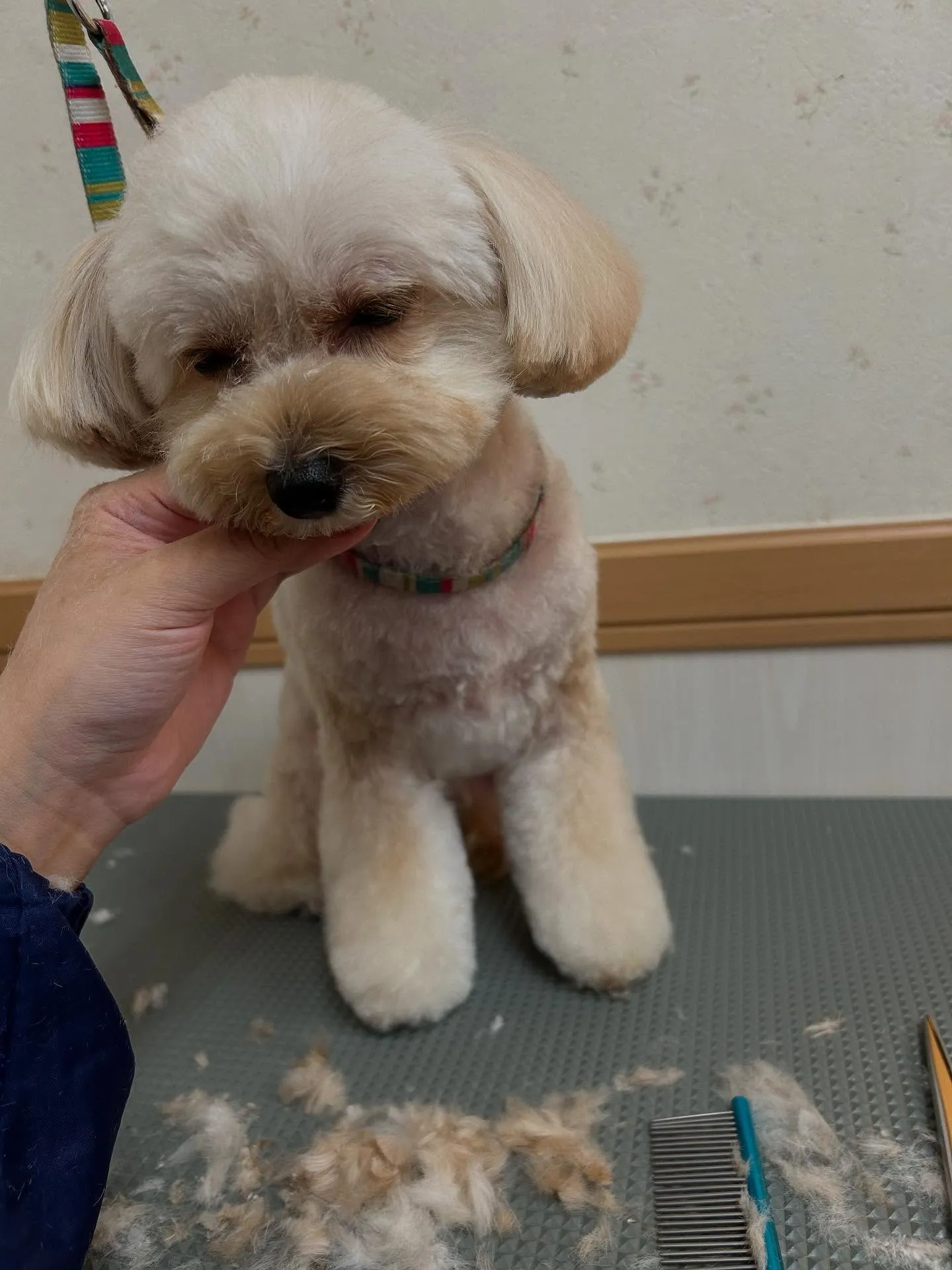 犬のトリミング✂️