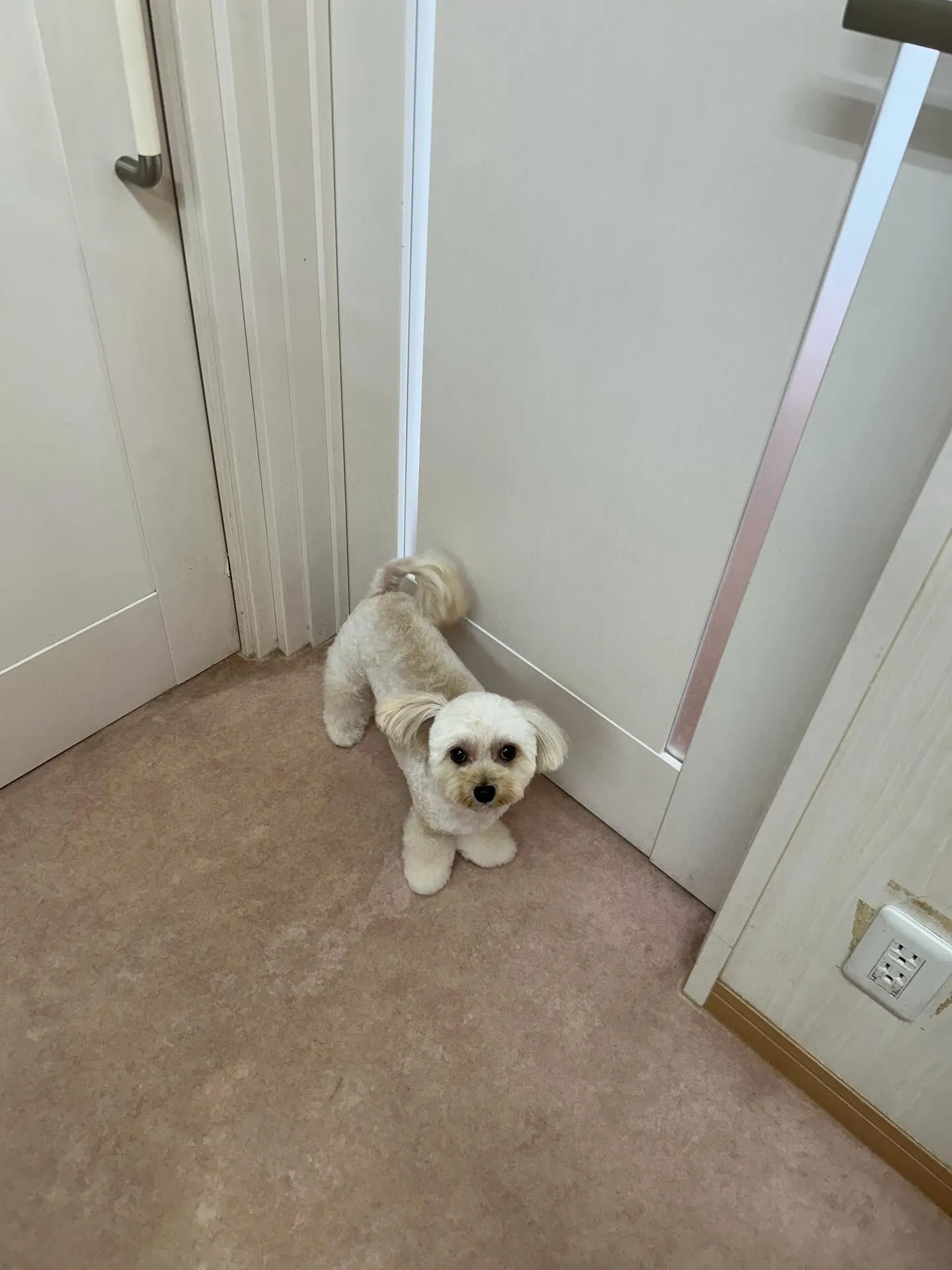 犬のトリミング✂️