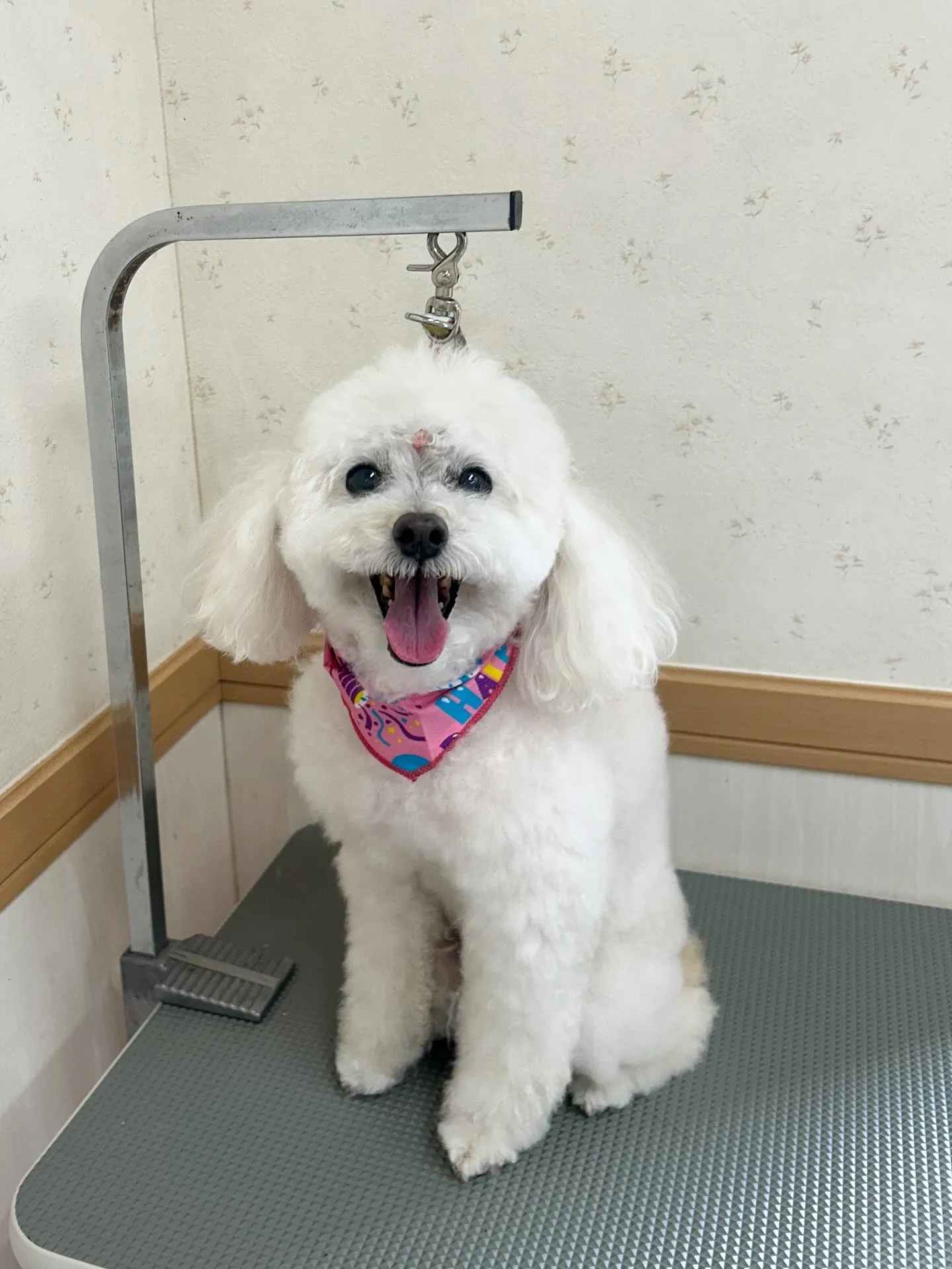 犬のシャンプー🫧