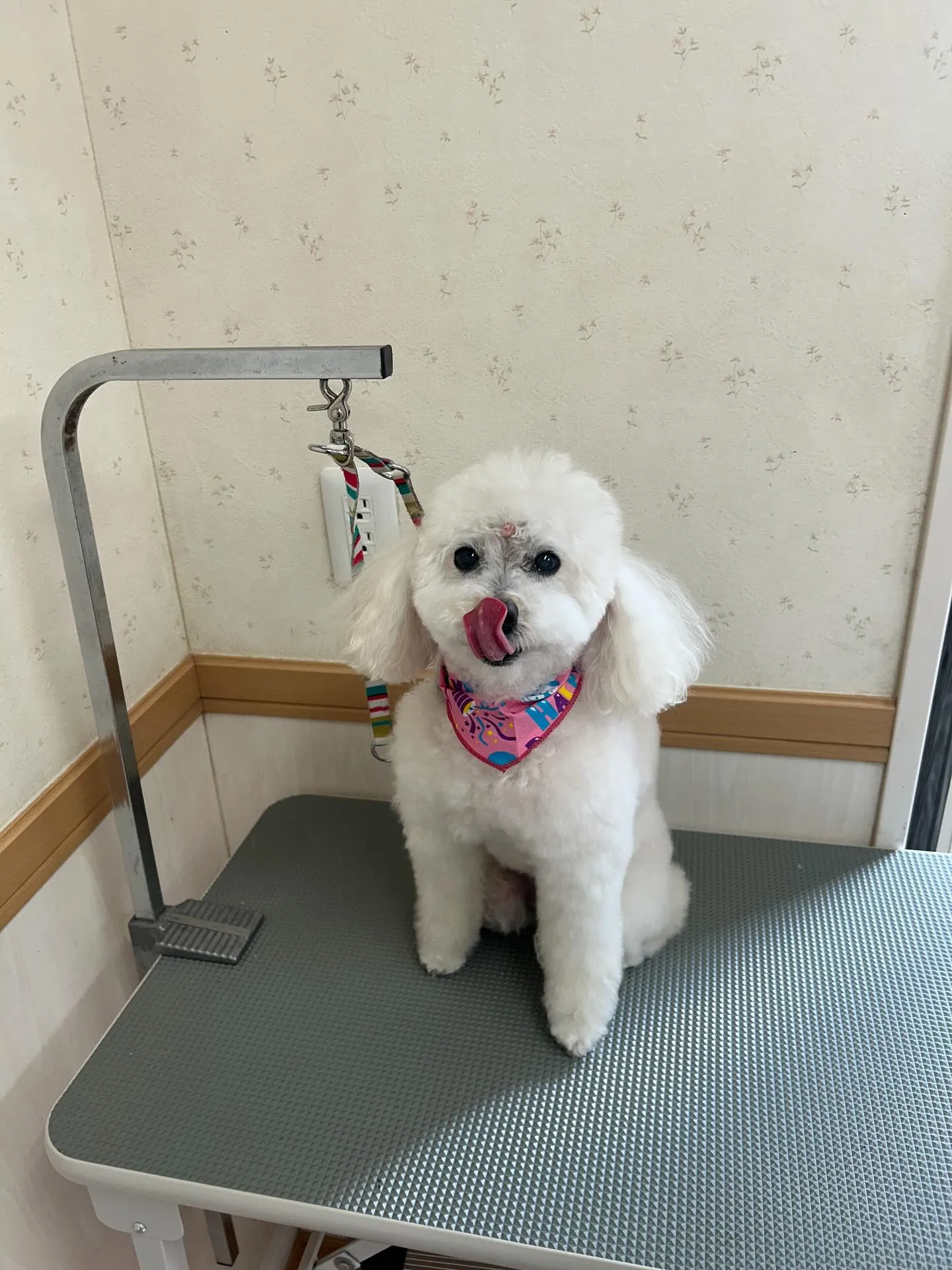 犬のシャンプー🫧