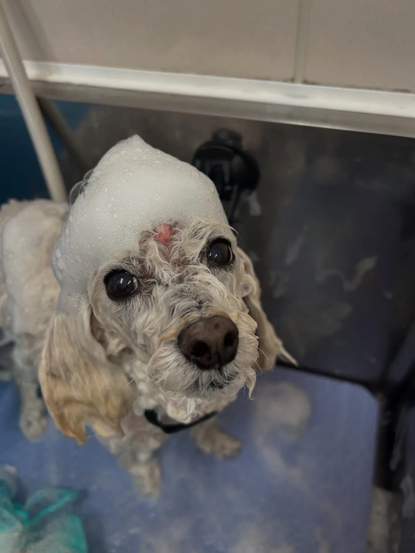 犬のシャンプー🫧