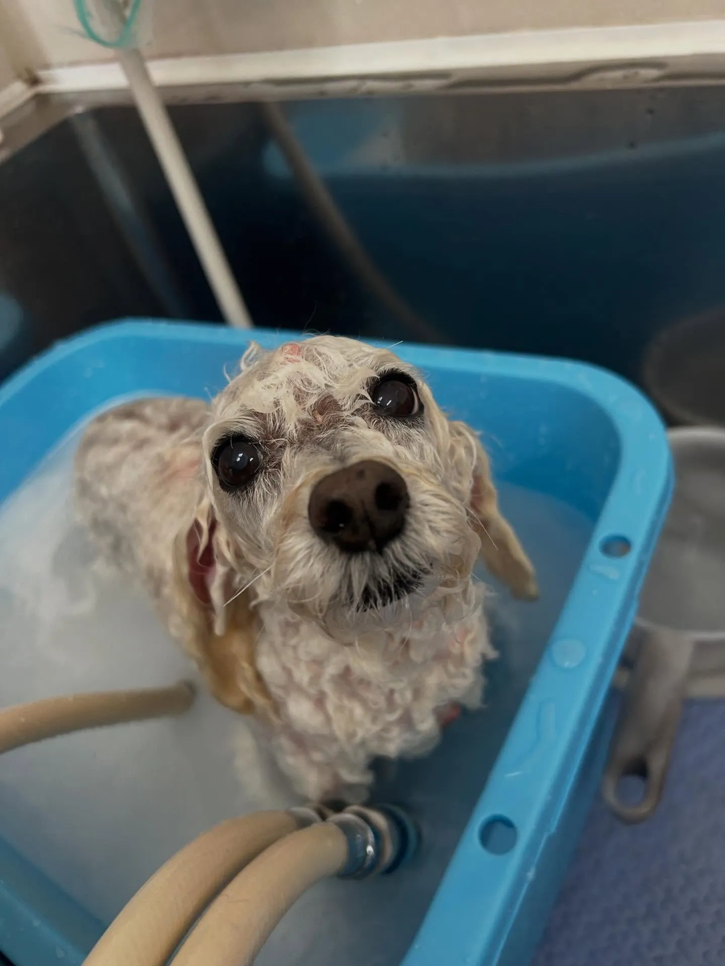 犬のシャンプー🫧