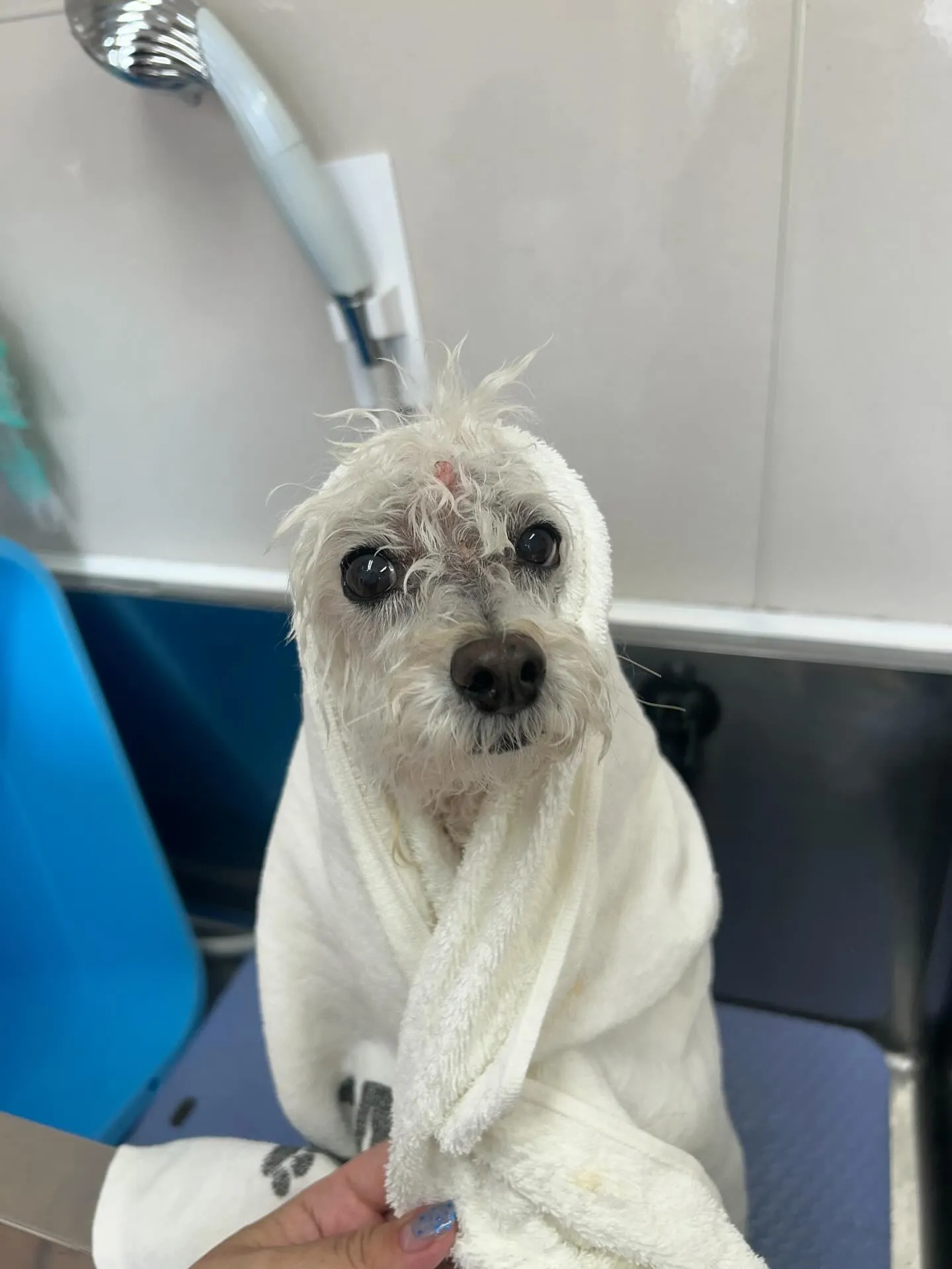犬のシャンプー🫧