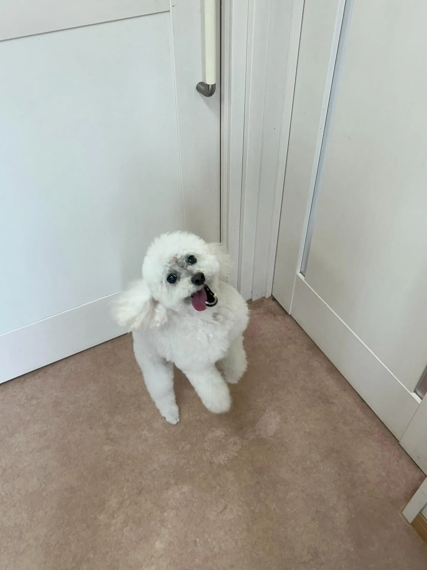 犬のシャンプー🫧