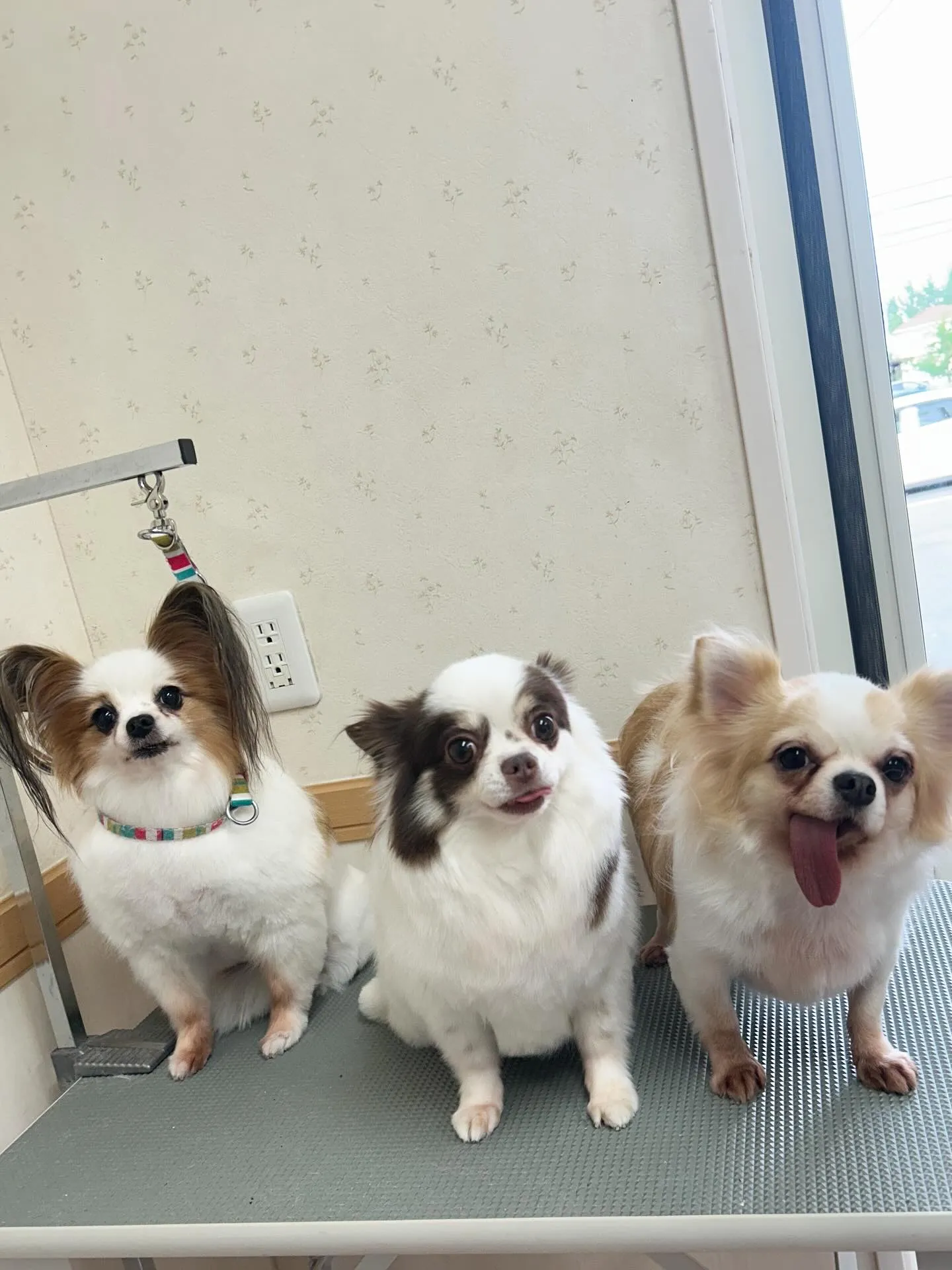 犬のトリミング✂️