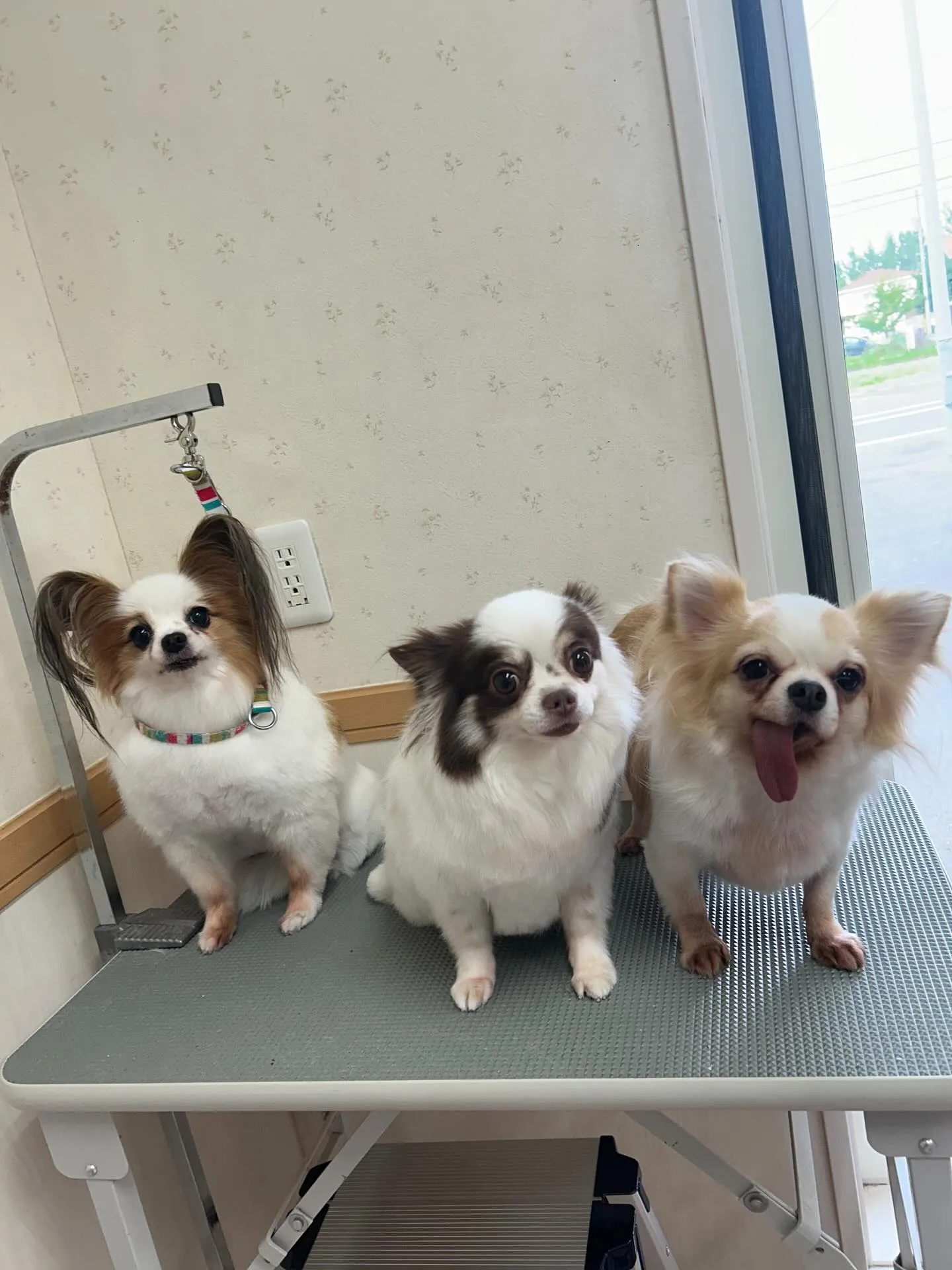 犬のトリミング✂️