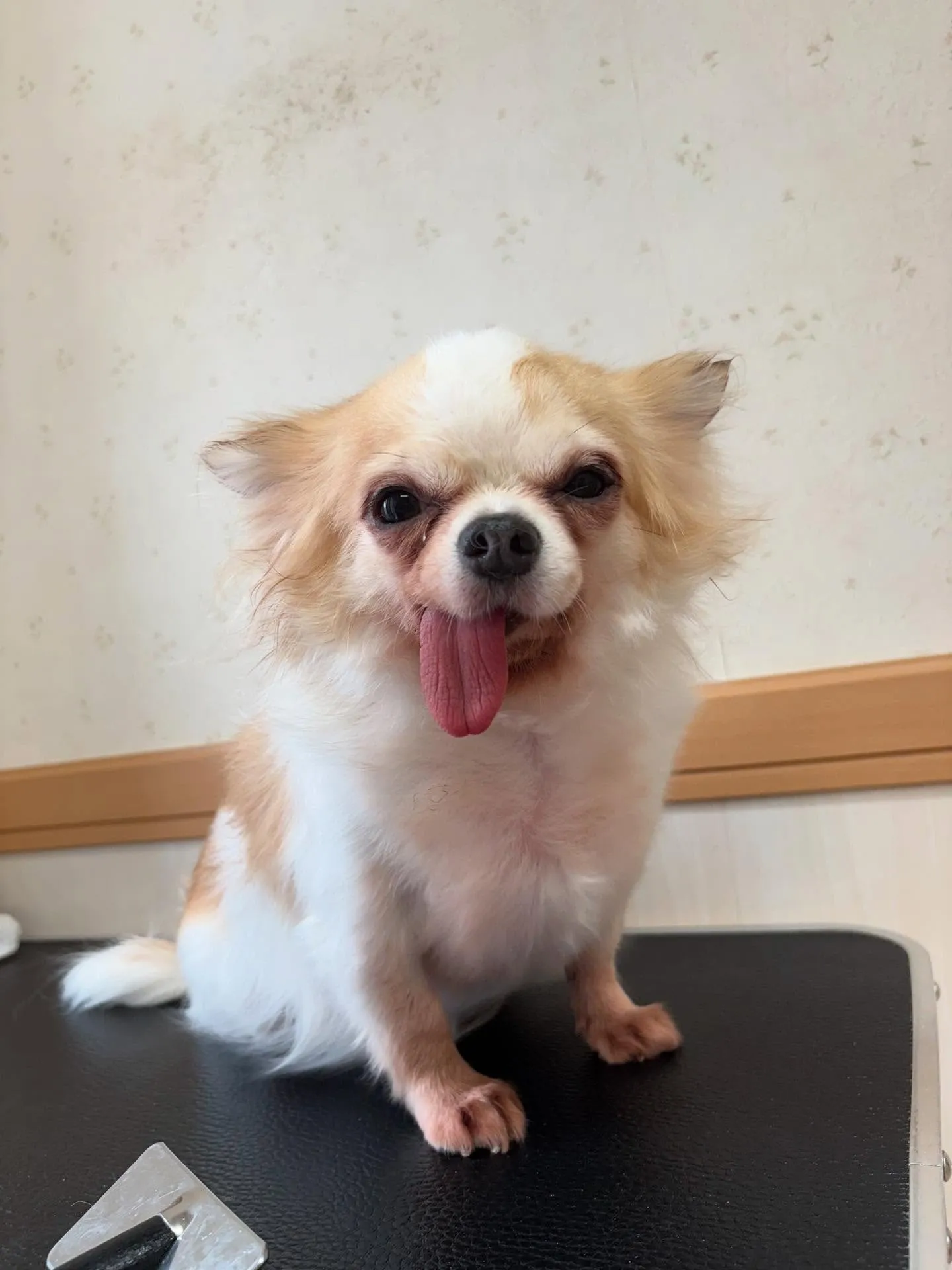 犬のトリミング✂️
