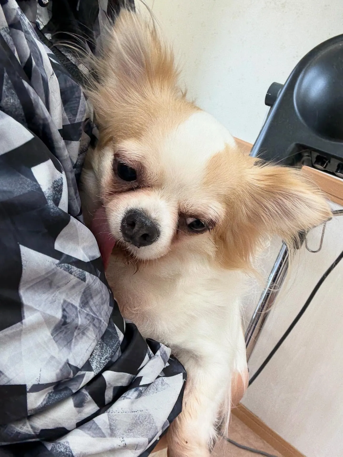 犬のトリミング✂️
