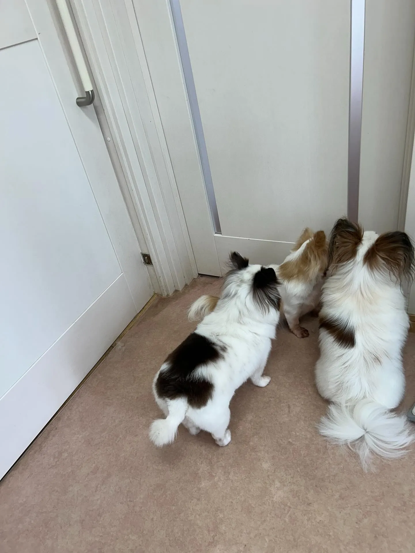 犬のトリミング✂️