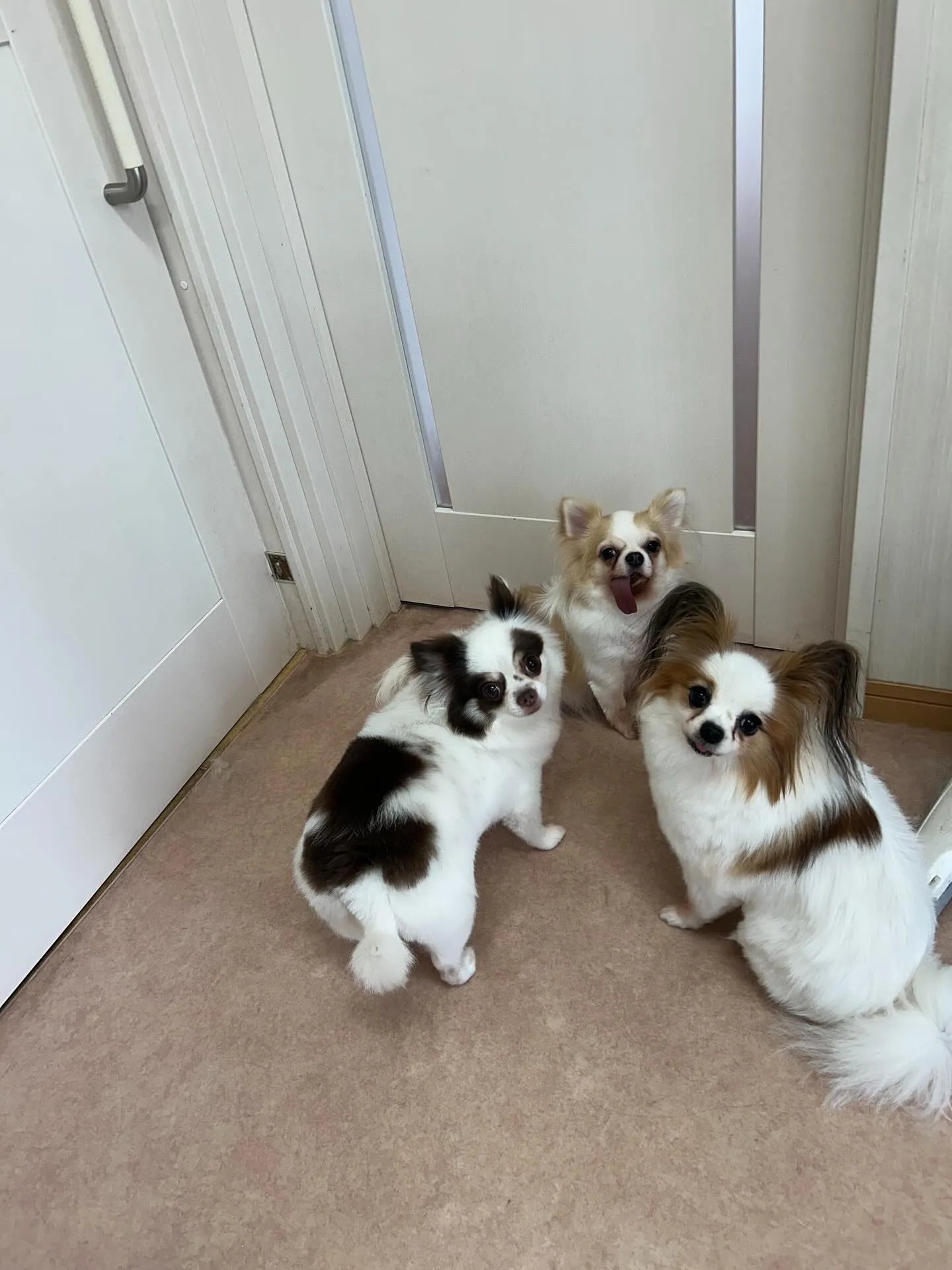 犬のトリミング✂️