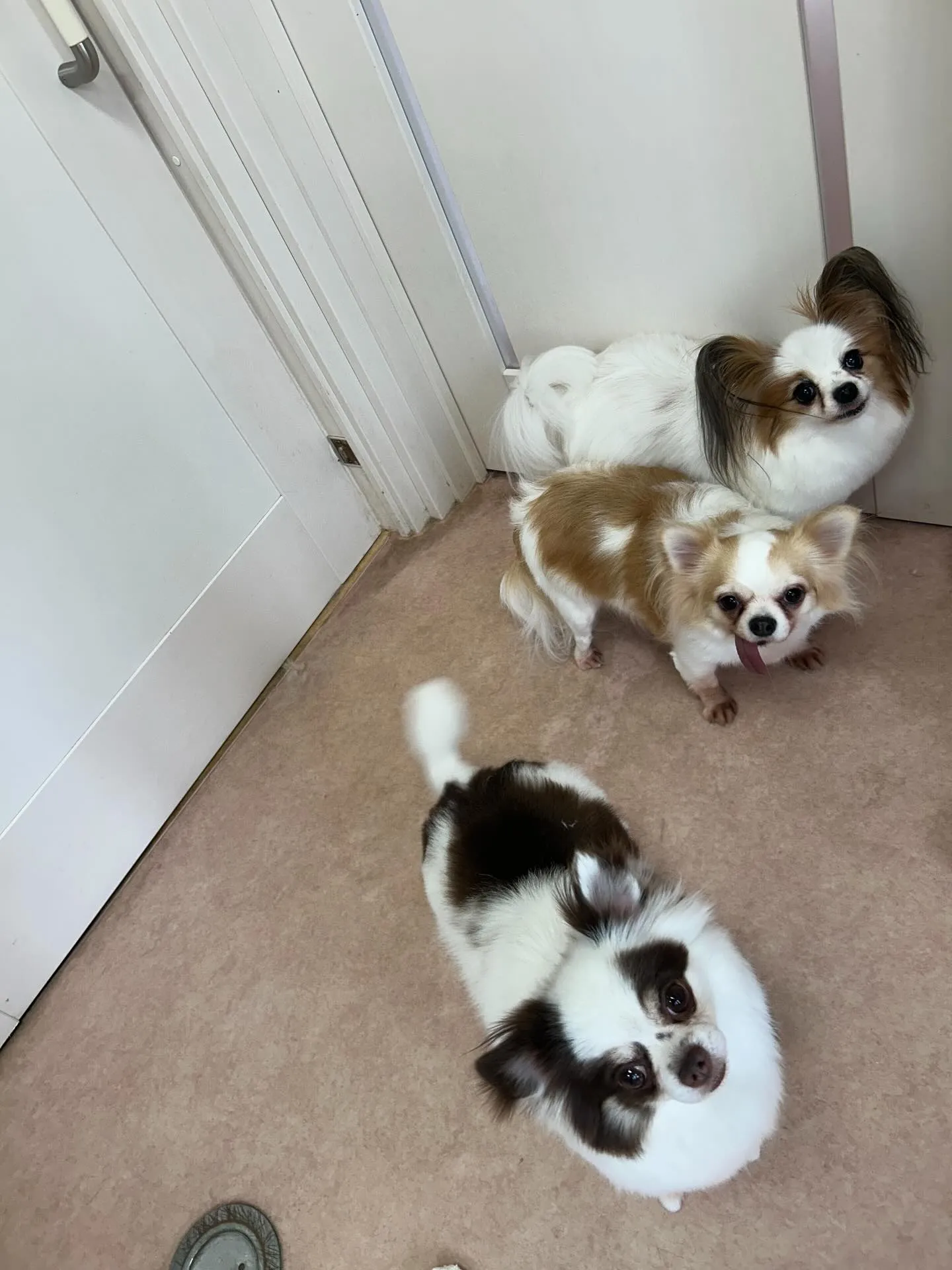 犬のトリミング✂️