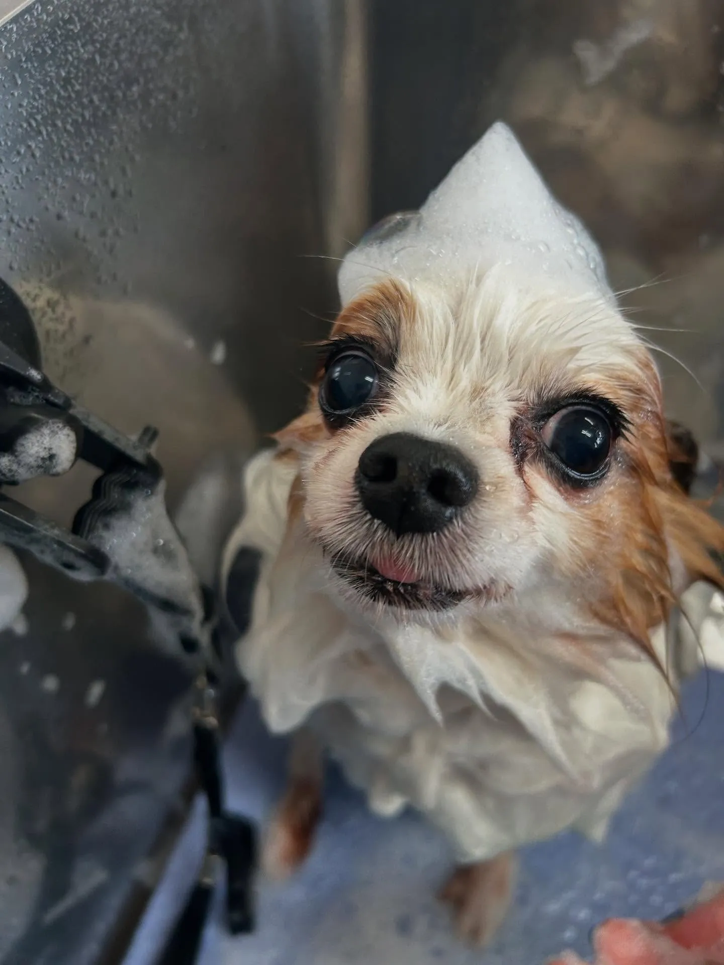 犬のトリミング✂️