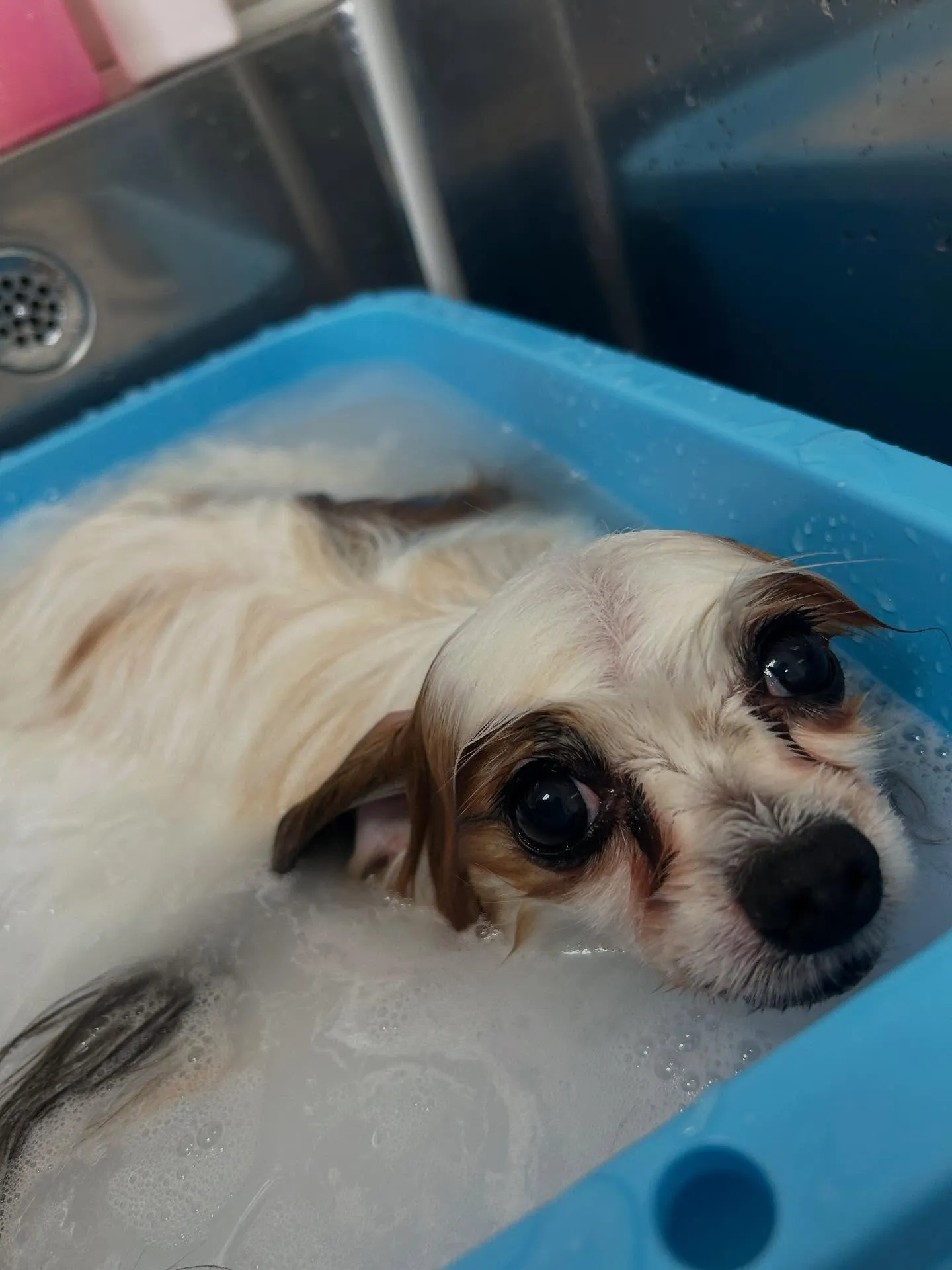 犬のトリミング✂️