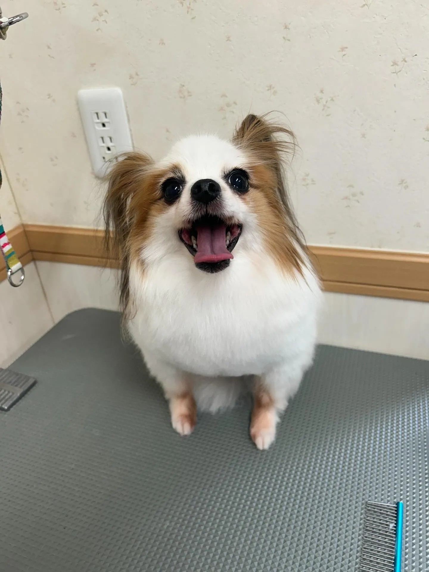 犬のトリミング✂️