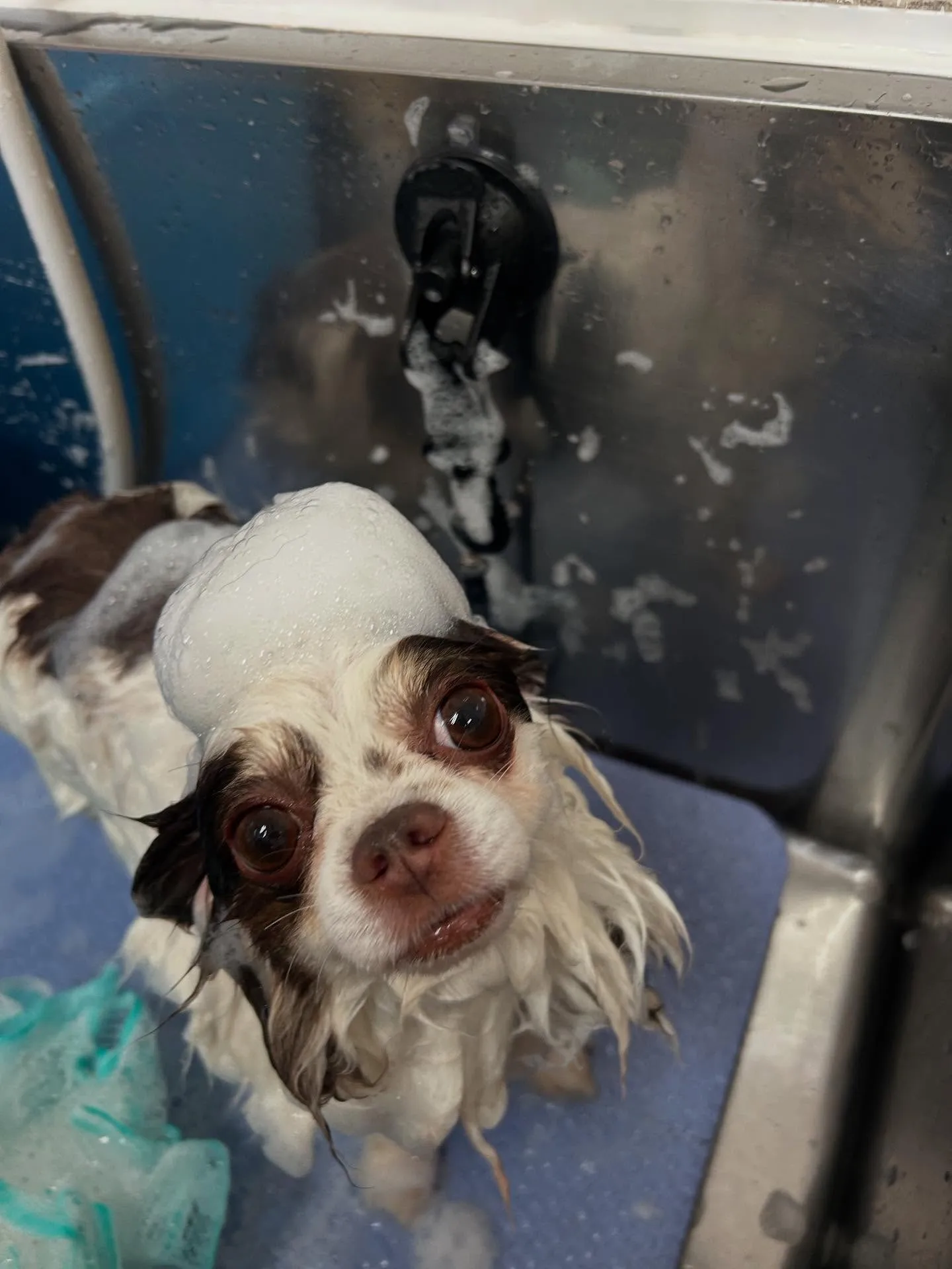 犬のトリミング✂️