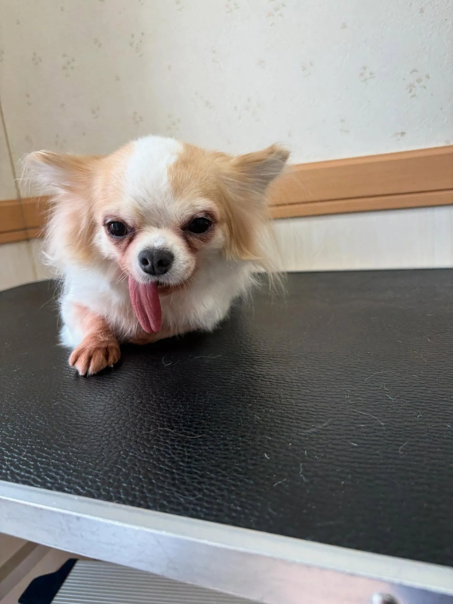 犬のトリミング✂️
