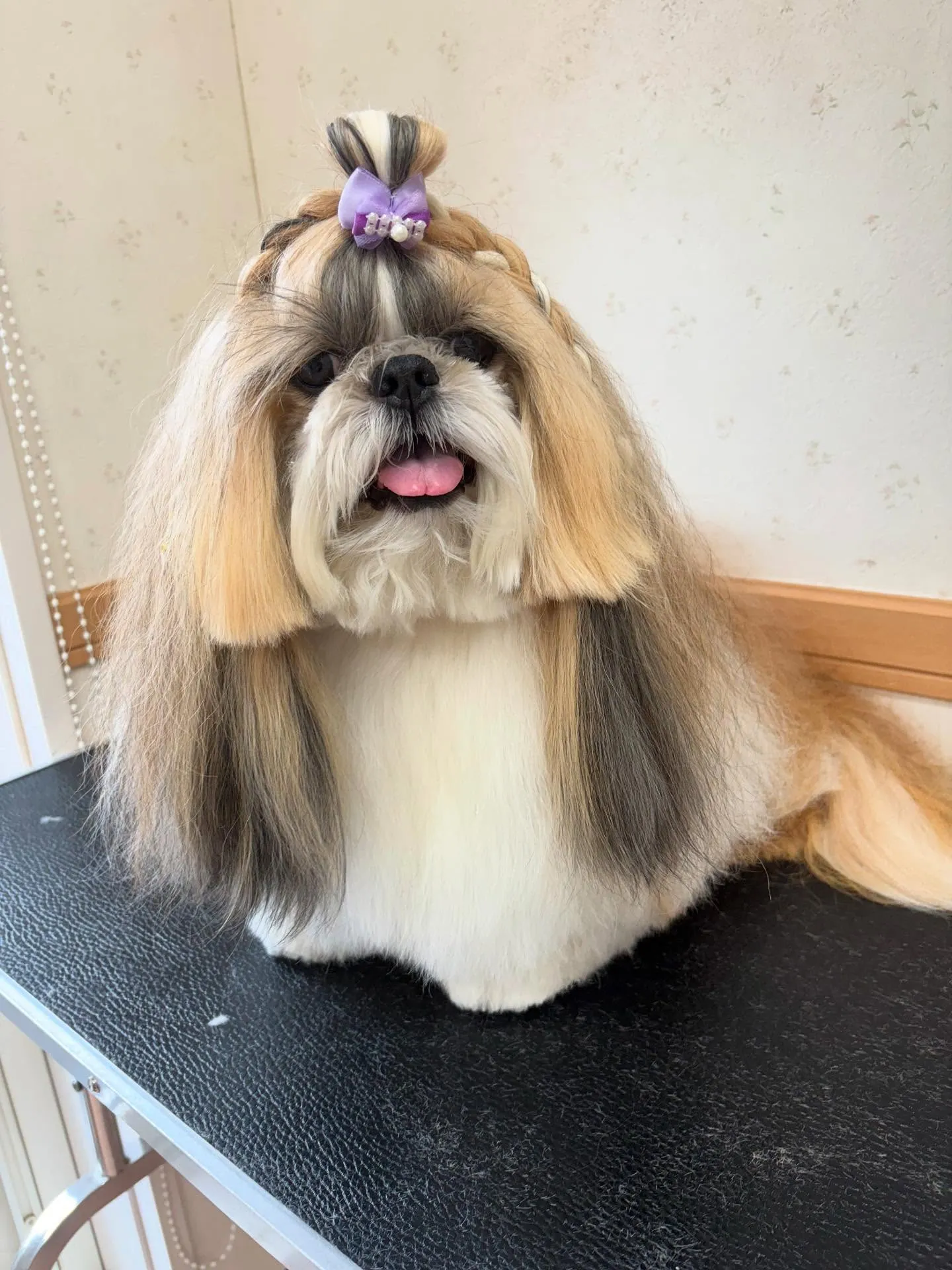 犬のシャンプー🫧