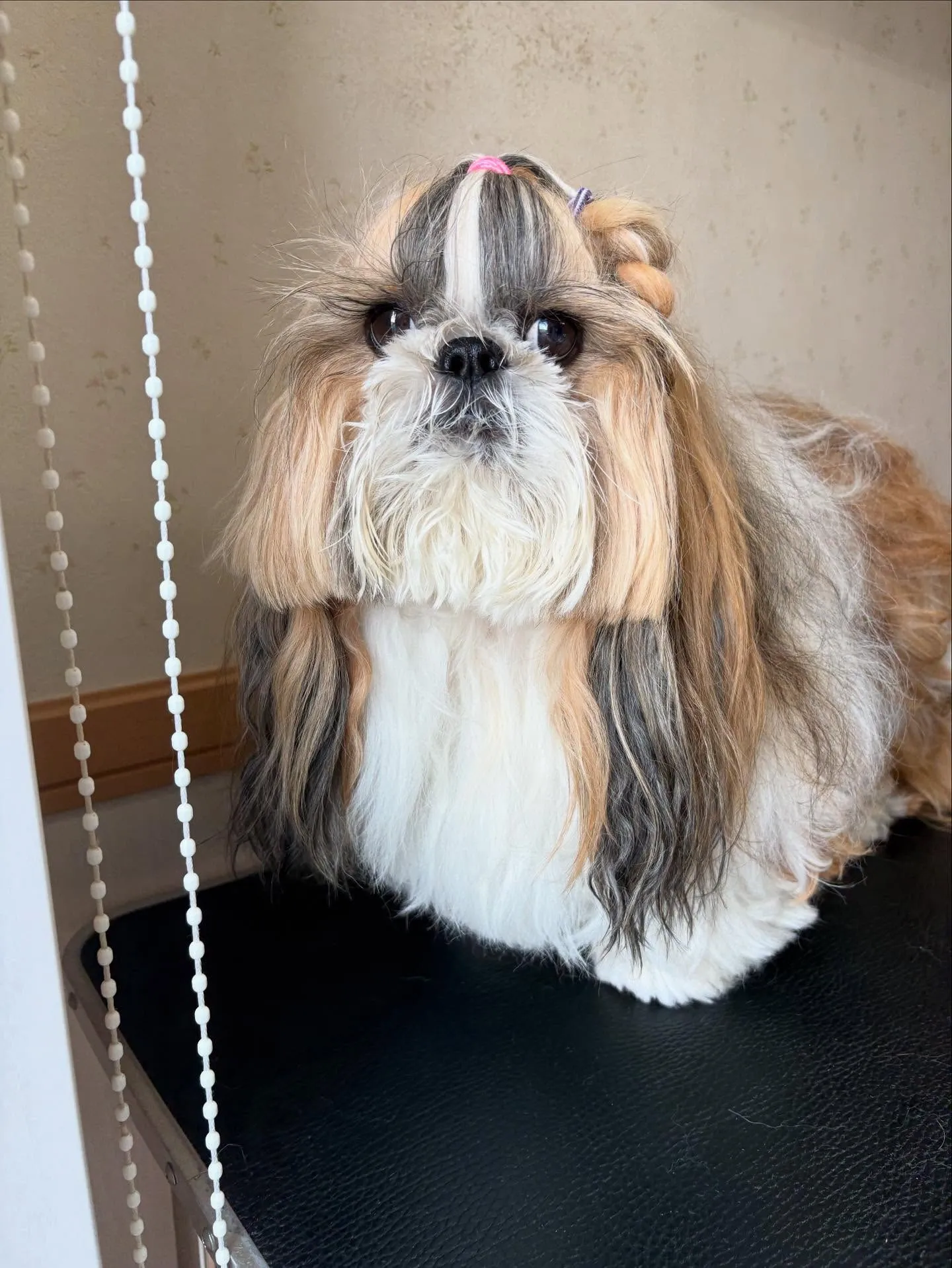 犬のシャンプー🫧