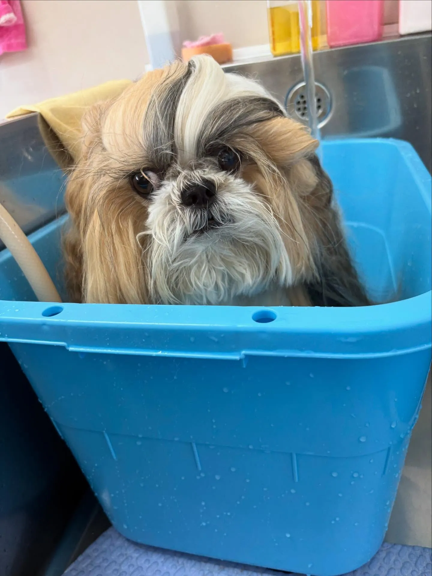 犬のシャンプー🫧