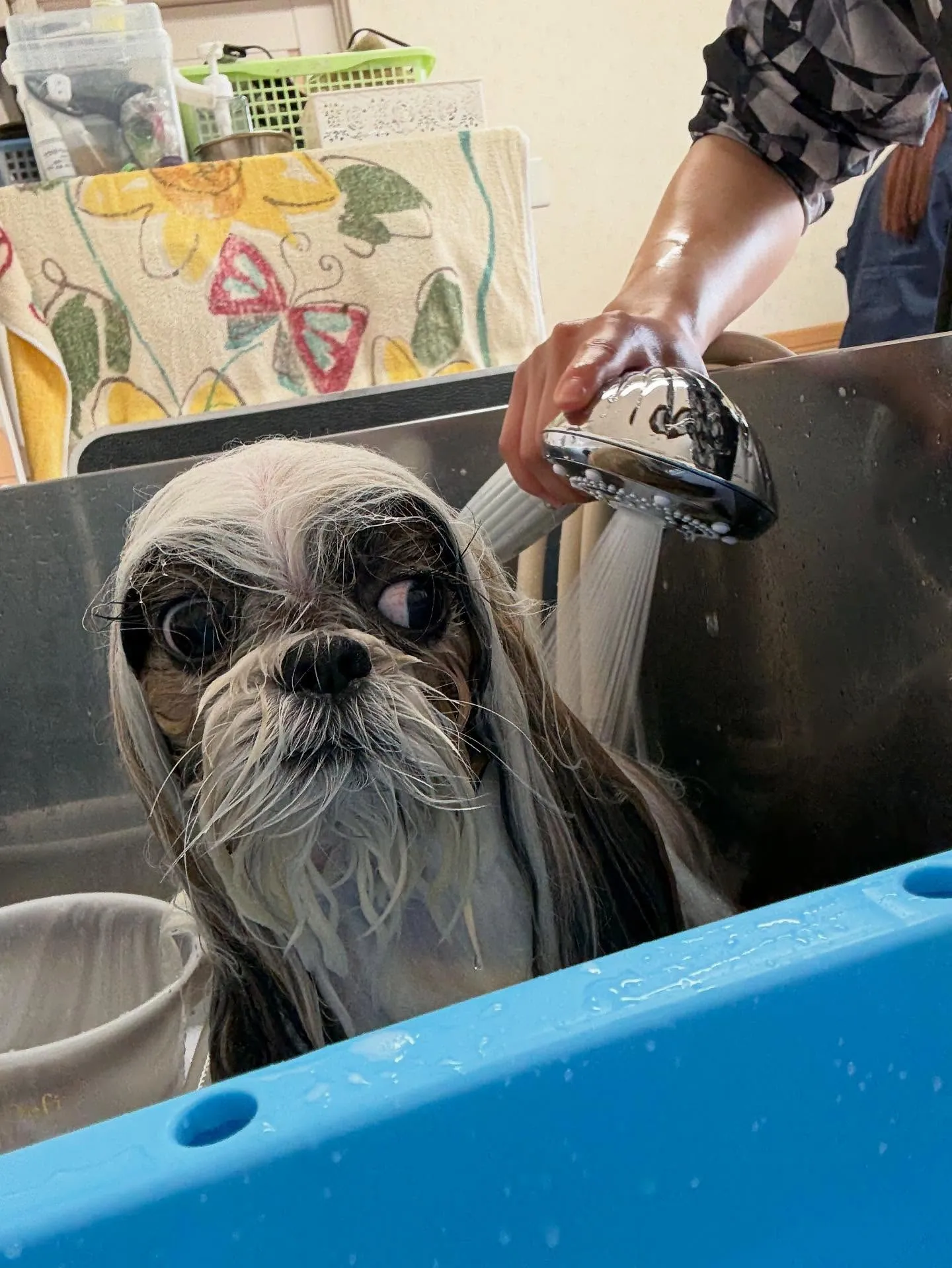 犬のシャンプー🫧