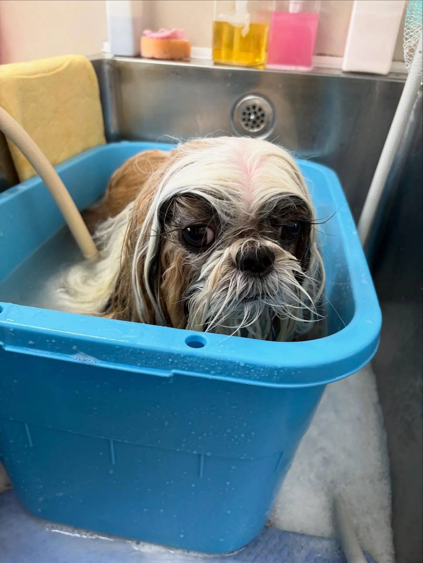 犬のシャンプー🫧