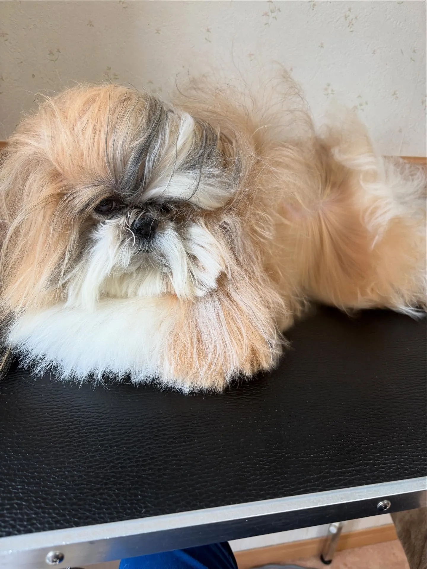 犬のシャンプー🫧