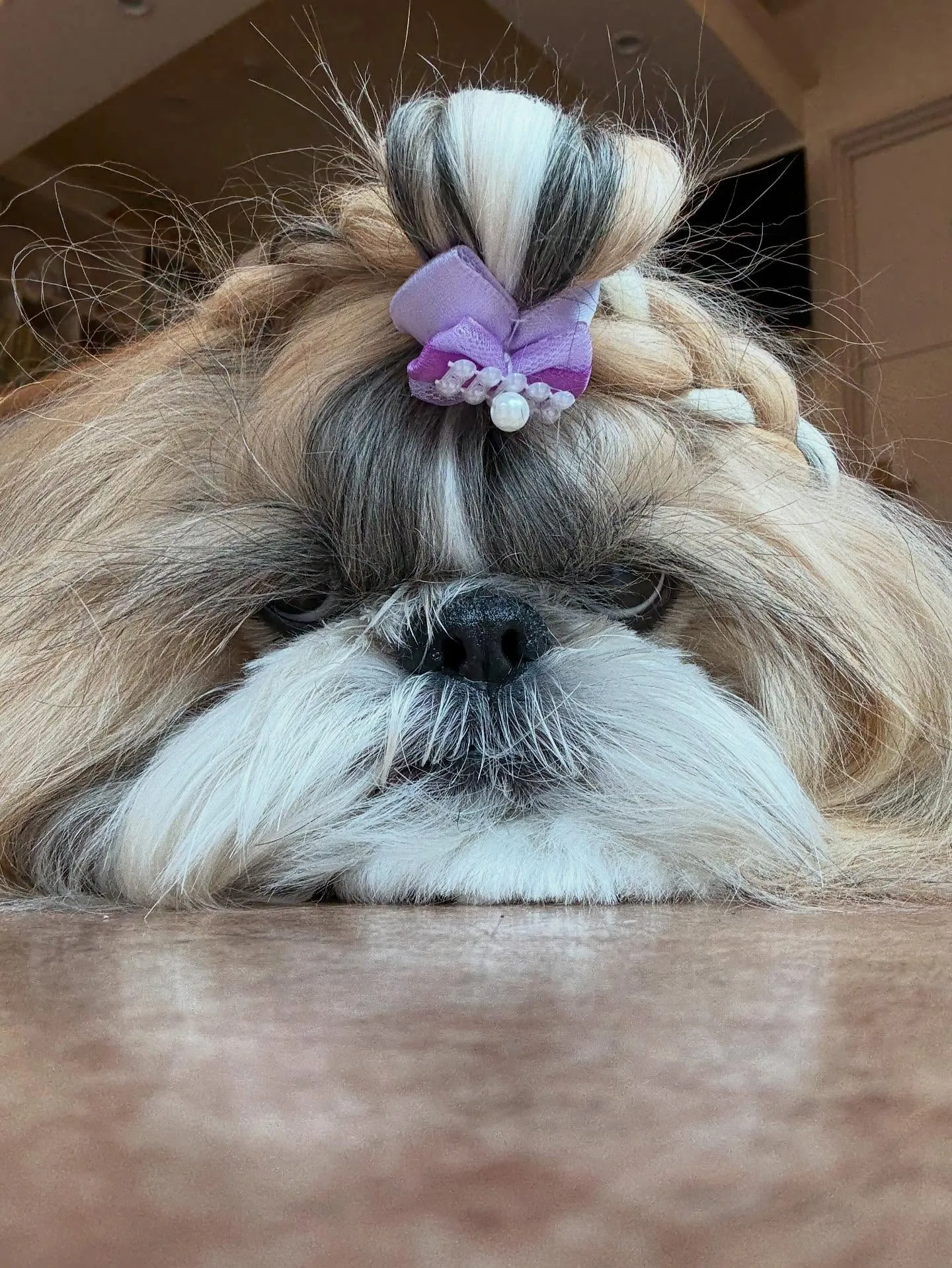 犬のシャンプー🫧