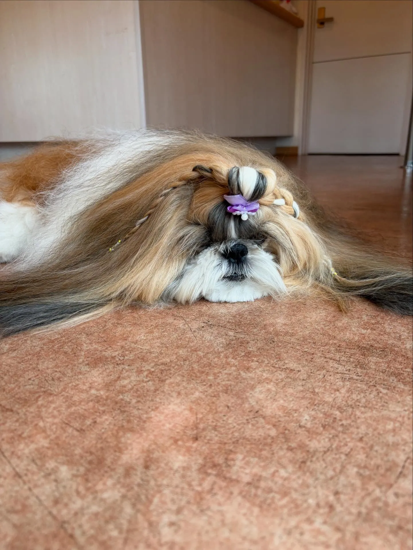 犬のシャンプー🫧