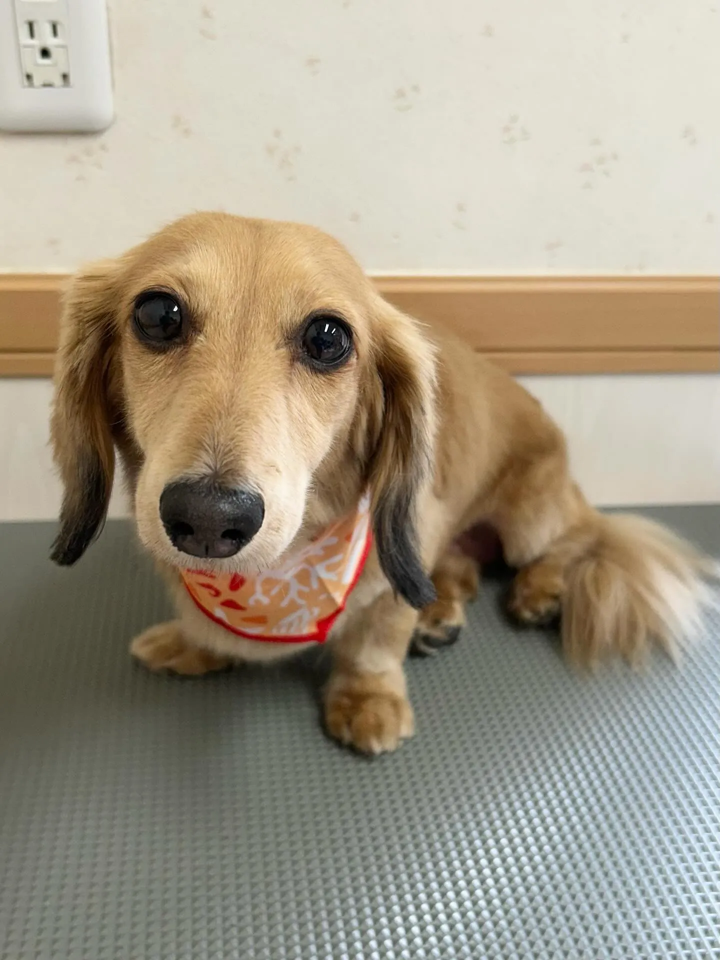 犬のトリミング✂️