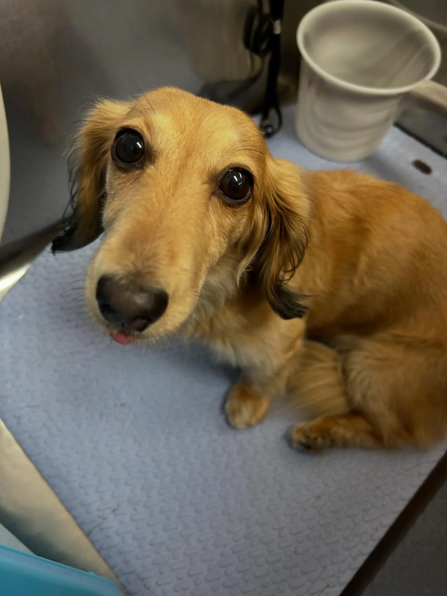 犬のトリミング✂️