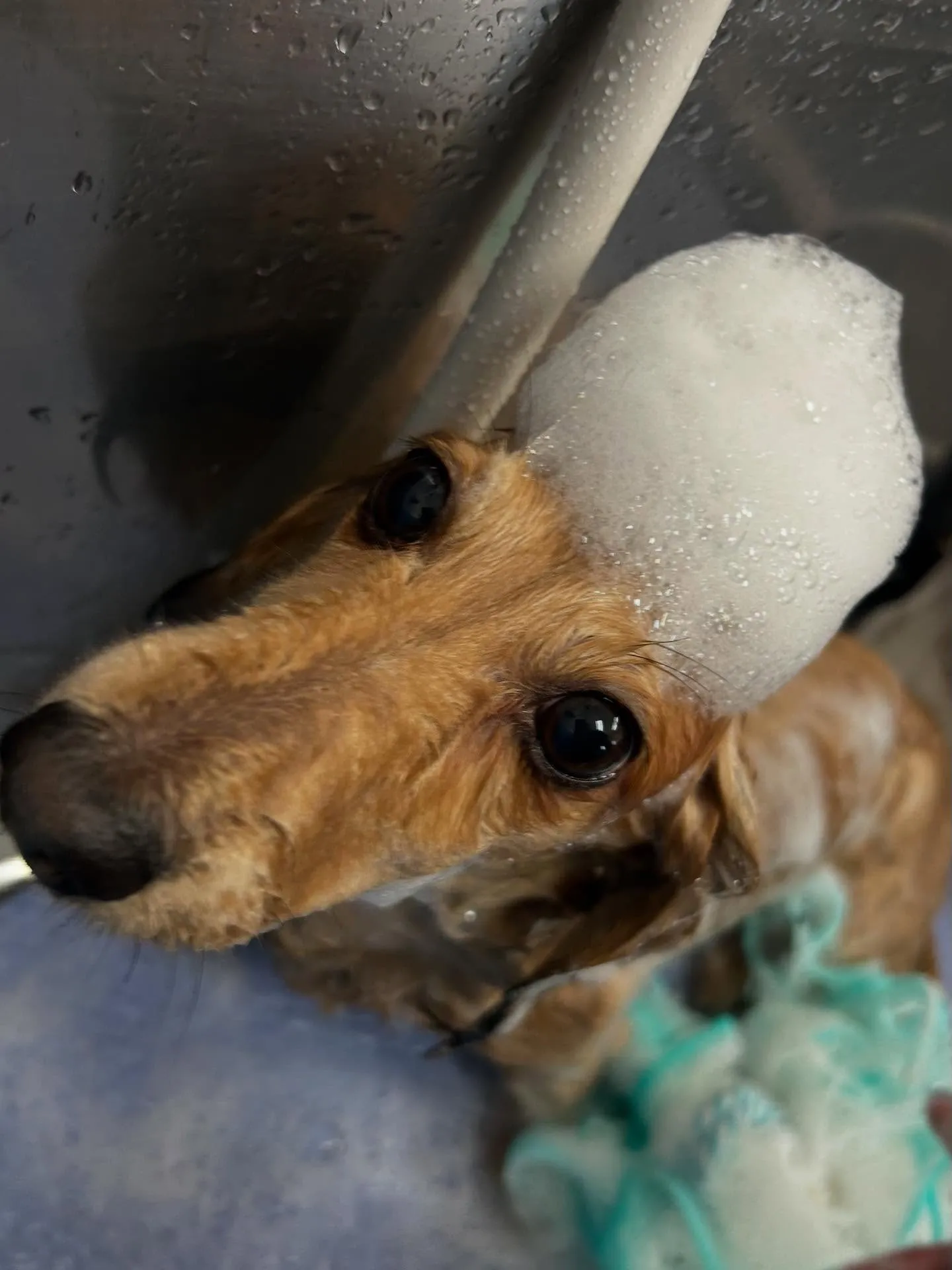 犬のトリミング✂️