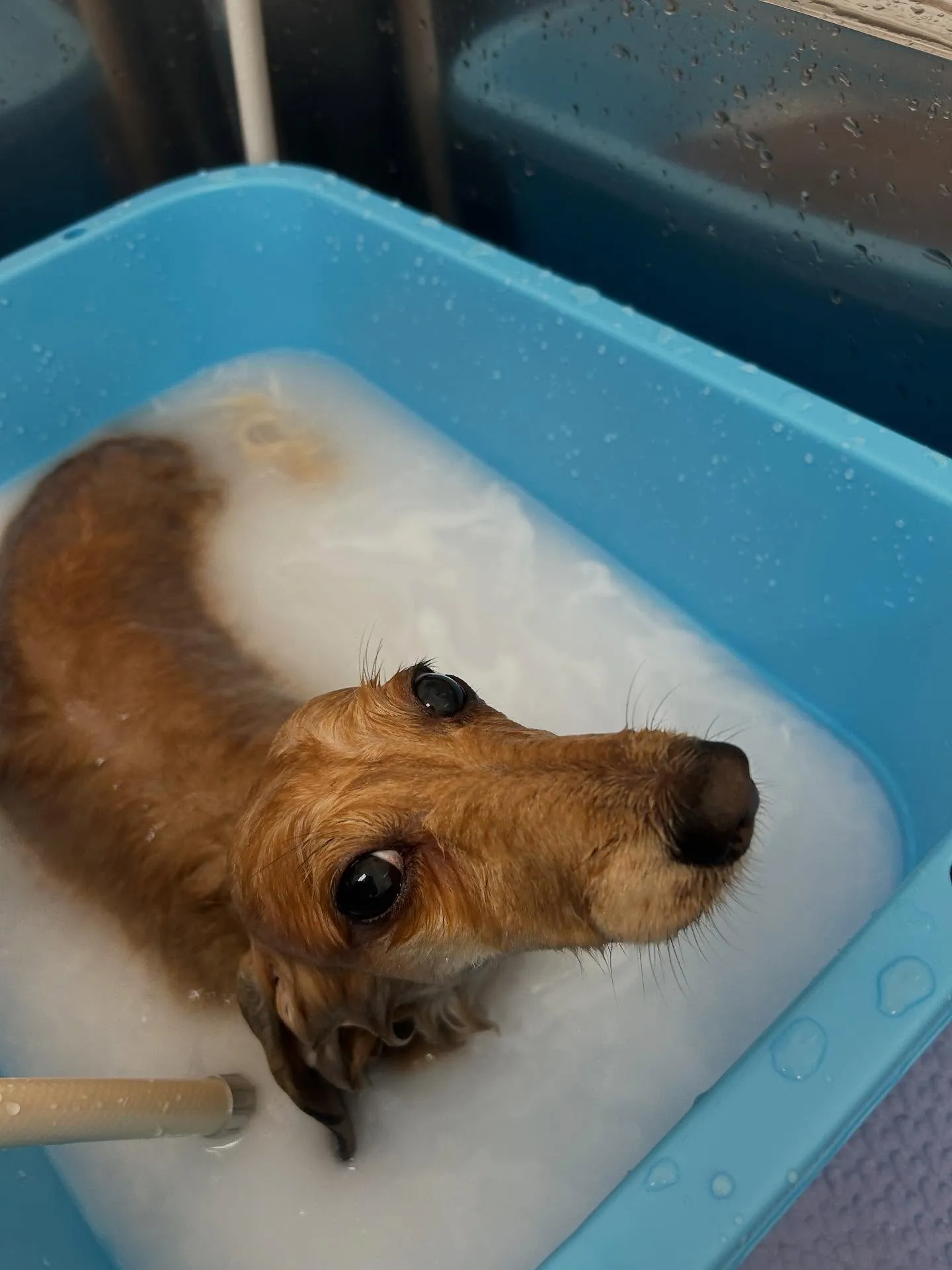 犬のトリミング✂️