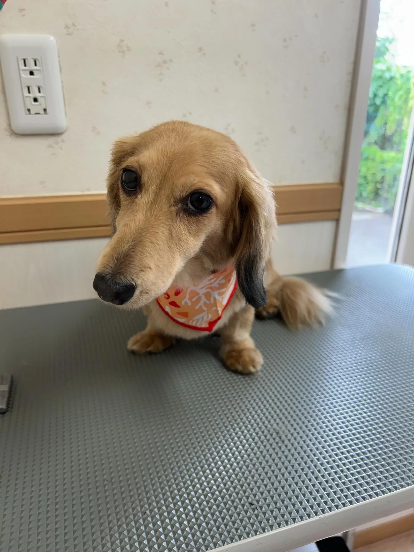 犬のトリミング✂️