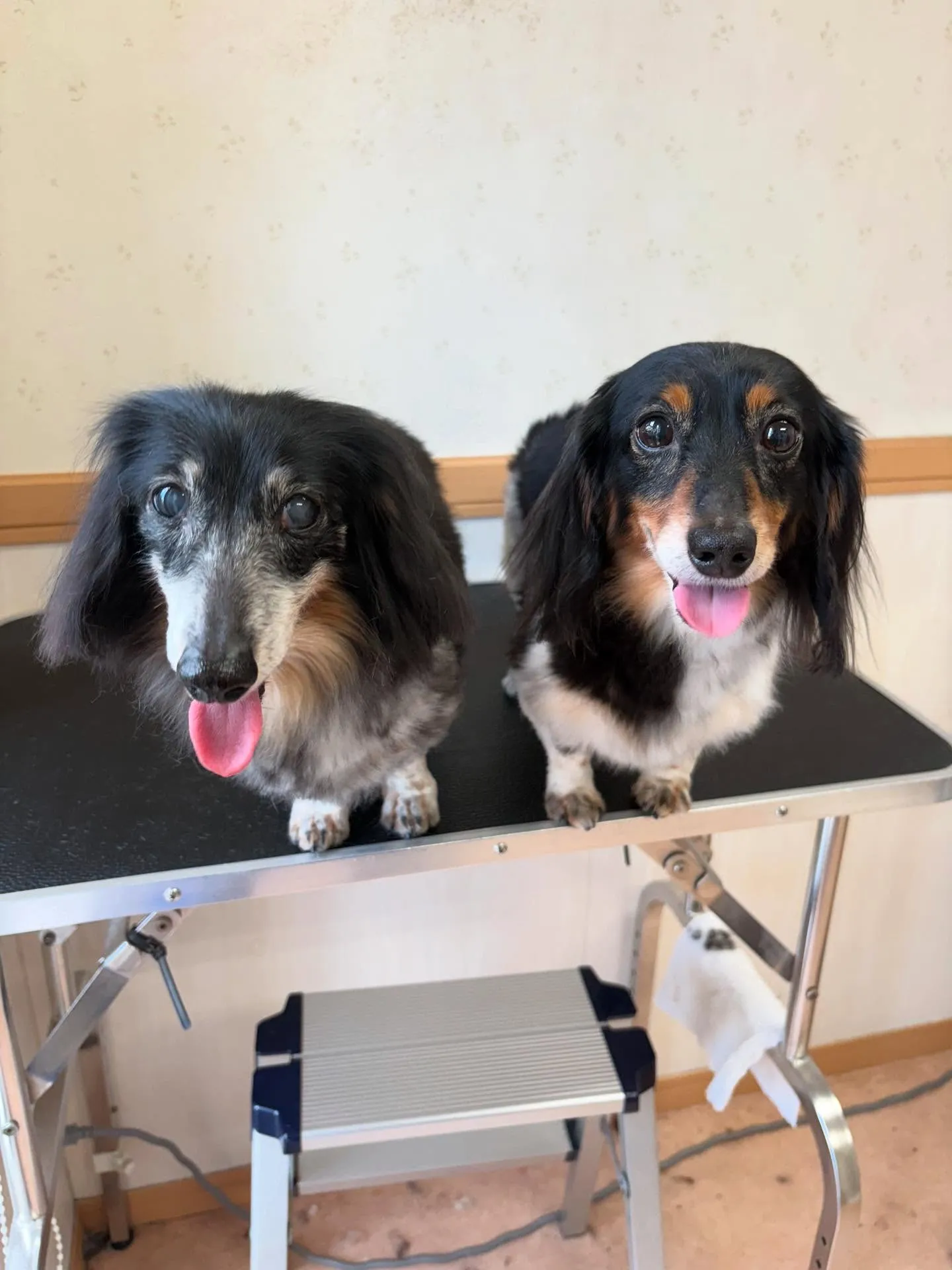 犬のトリミング✂️