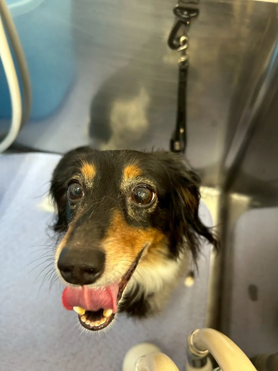 犬のトリミング✂️