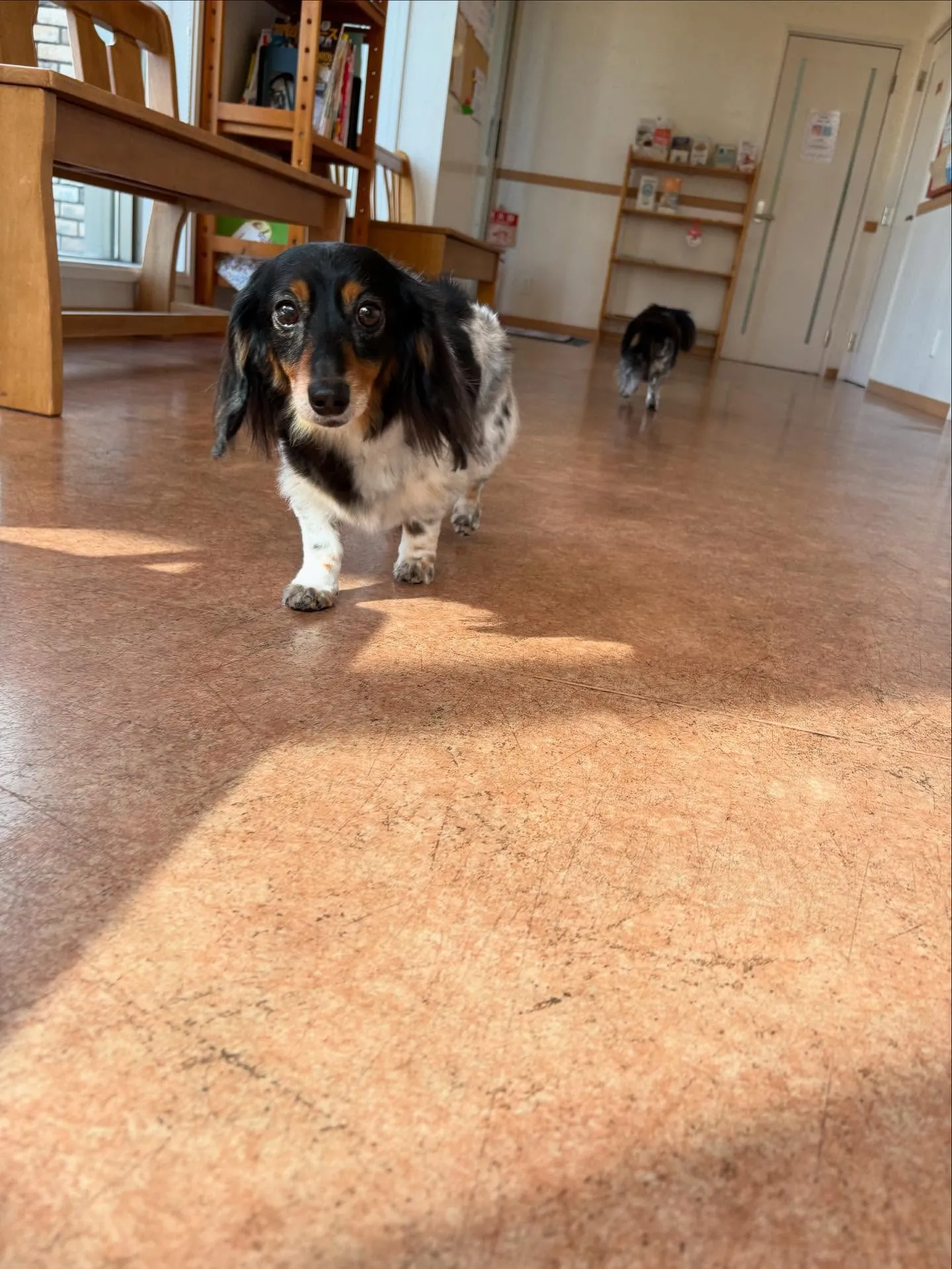犬のトリミング✂️