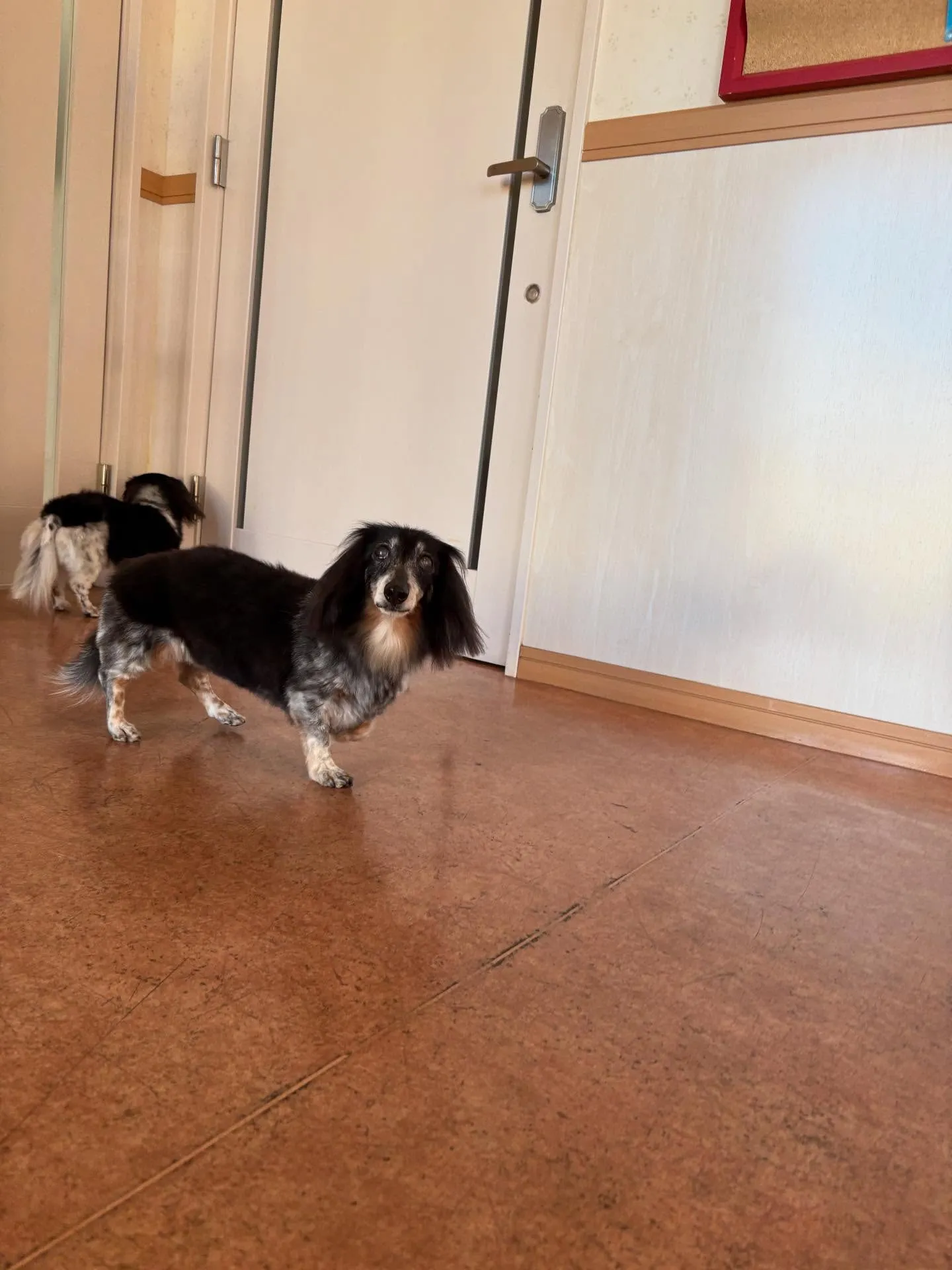 犬のトリミング✂️