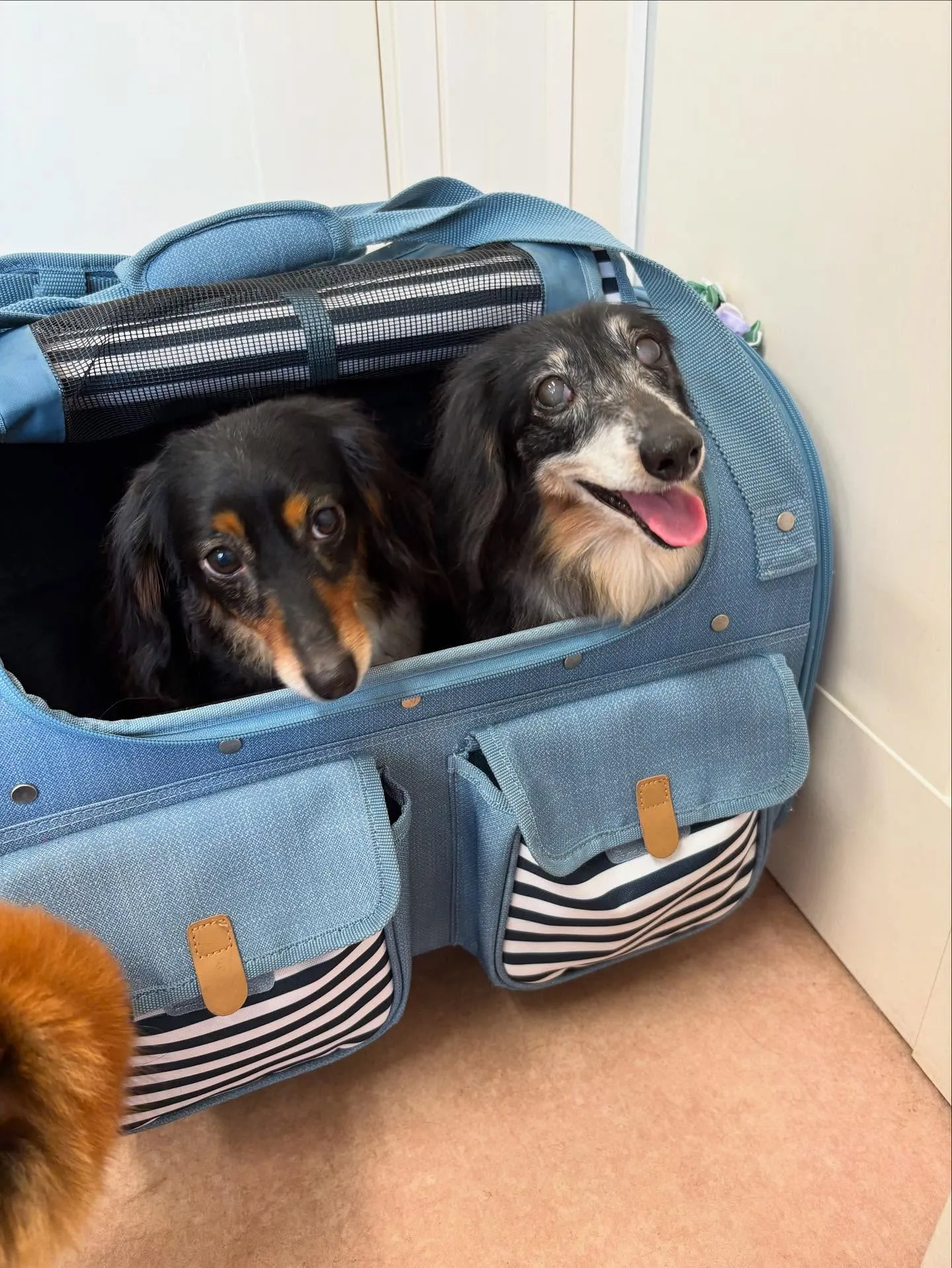 犬のトリミング✂️
