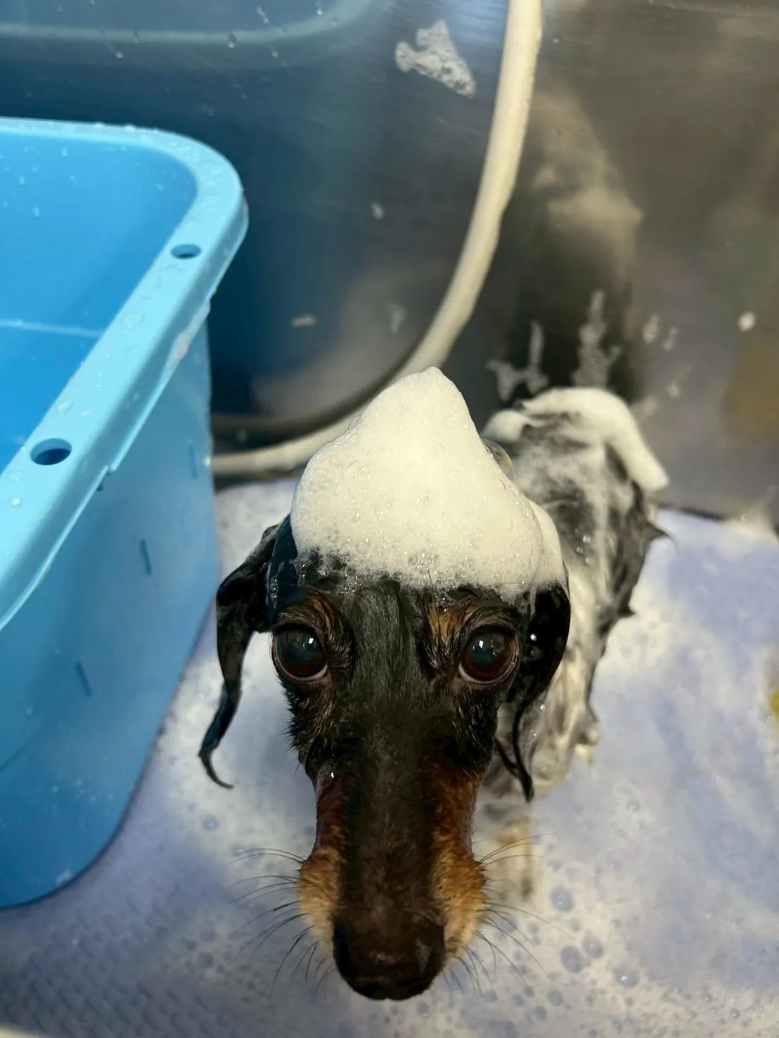 犬のトリミング✂️