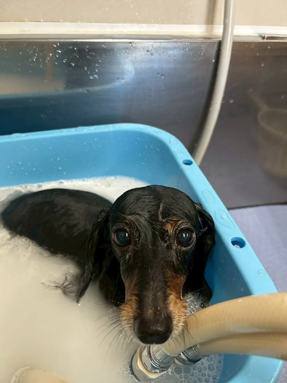 犬のトリミング✂️