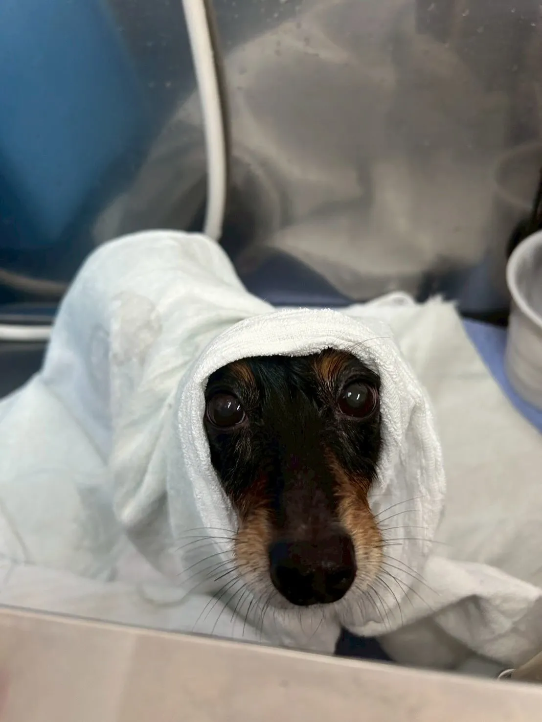 犬のトリミング✂️