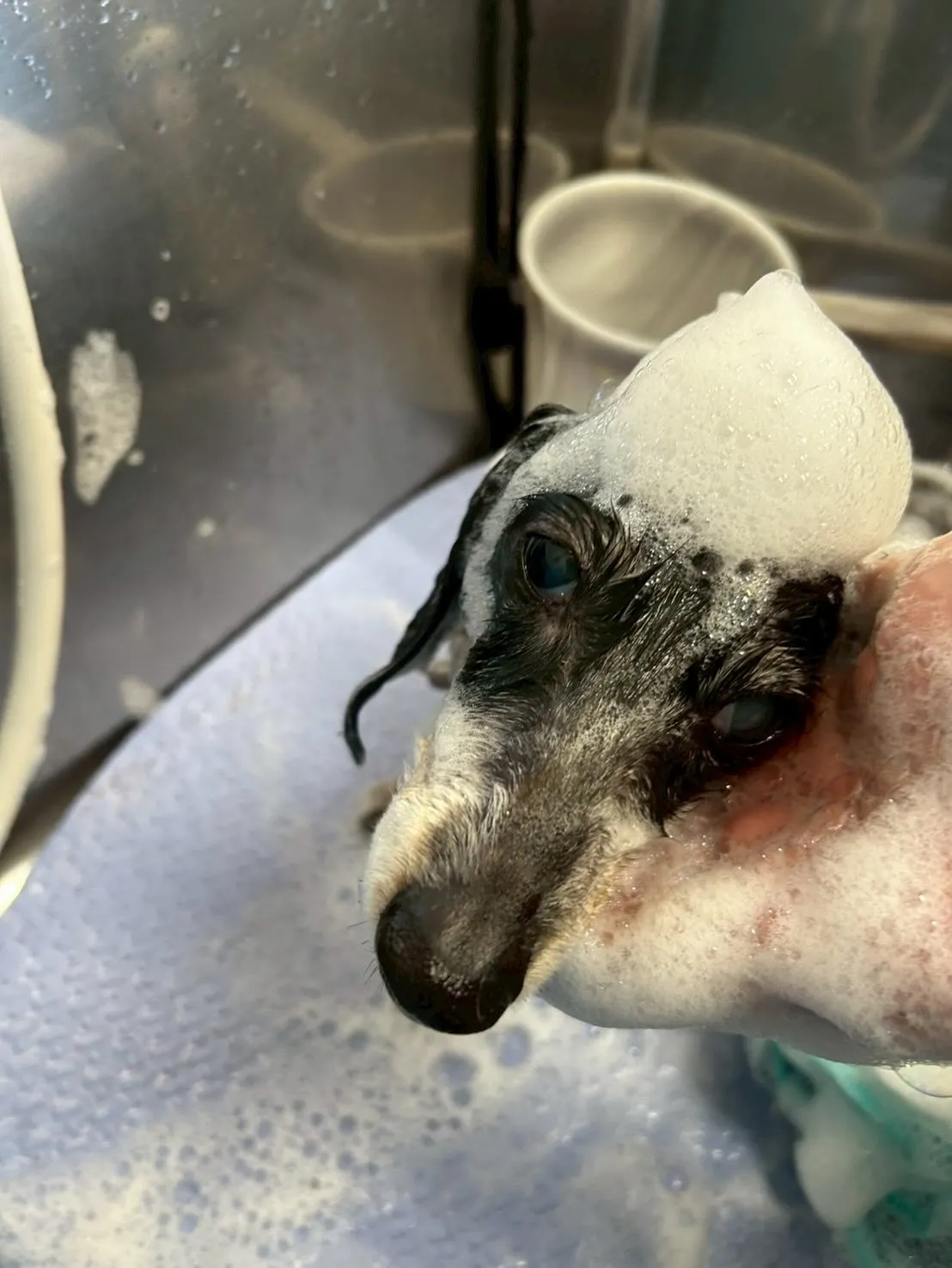 犬のトリミング✂️