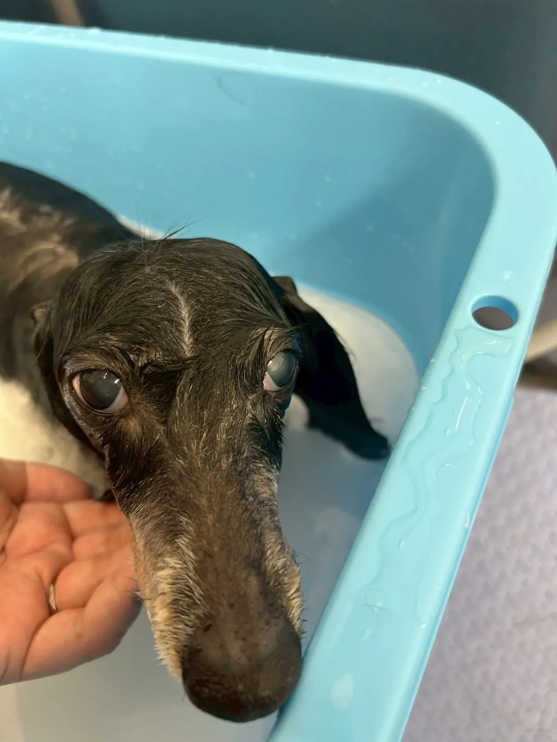 犬のトリミング✂️