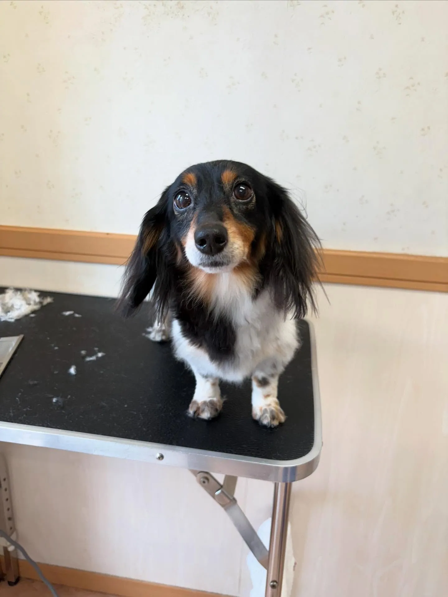 犬のトリミング✂️