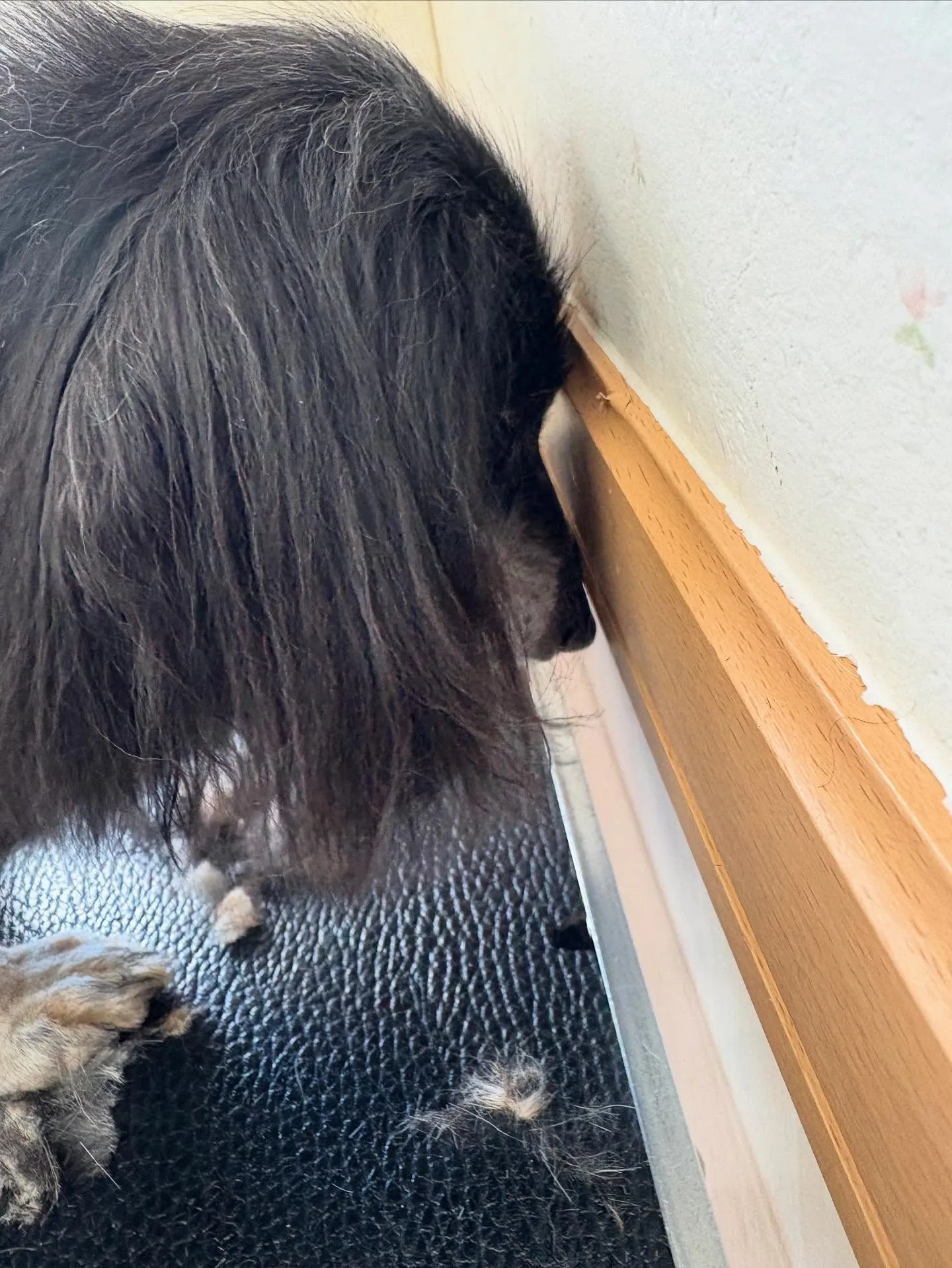 犬のトリミング✂️