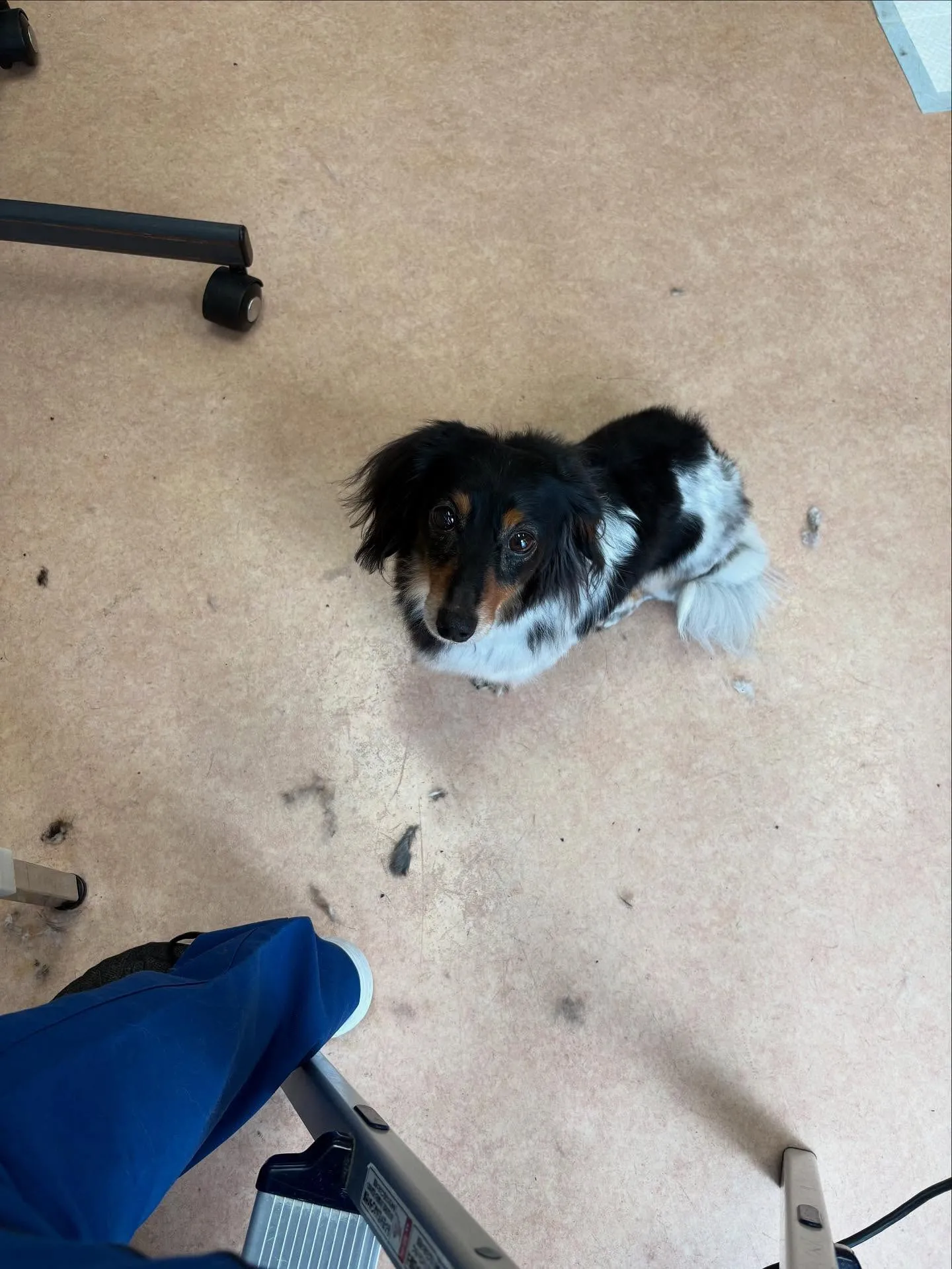 犬のトリミング✂️