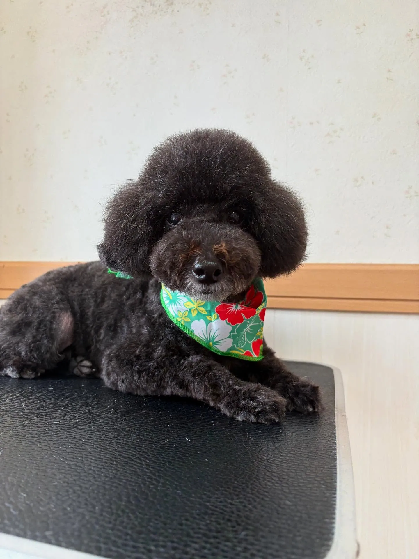 犬のトリミング✂️